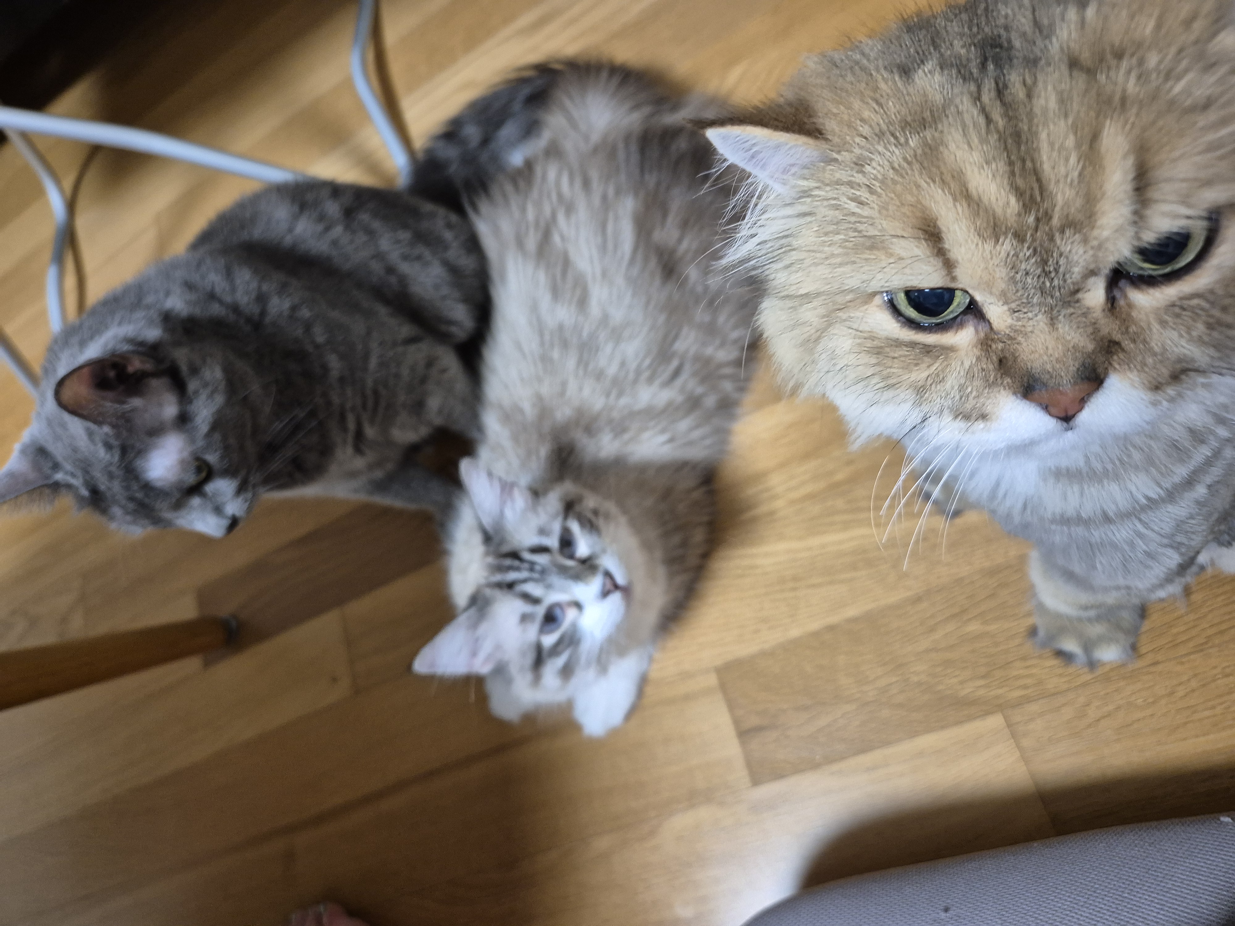 루나 (메리다) 조금 늦은 한달