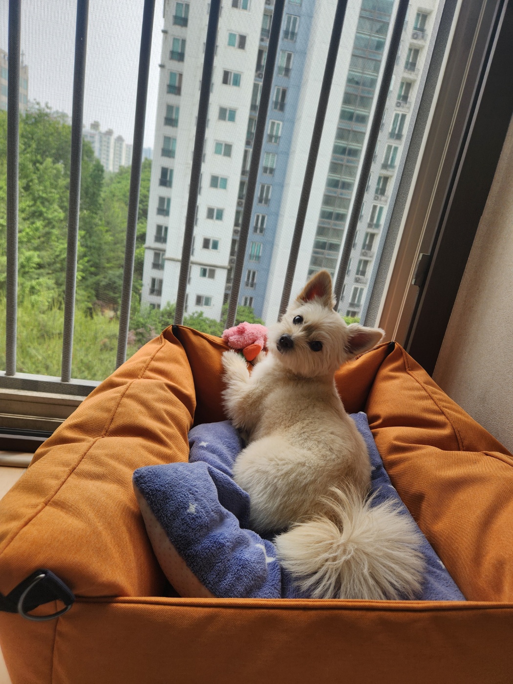 토리(소이)와 가족이 된지 3년이 되었어요:)