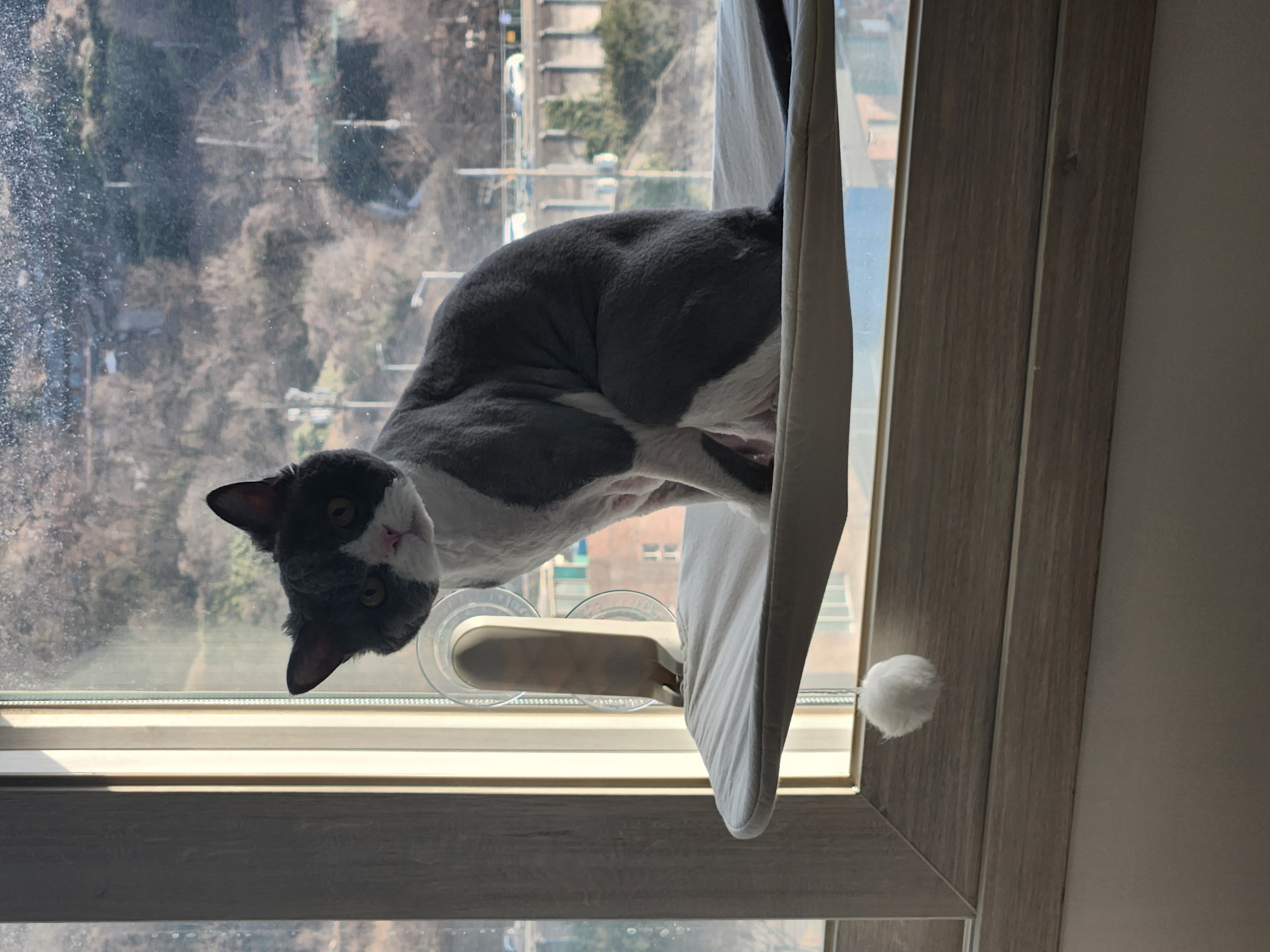 짜리가 루피가되어...