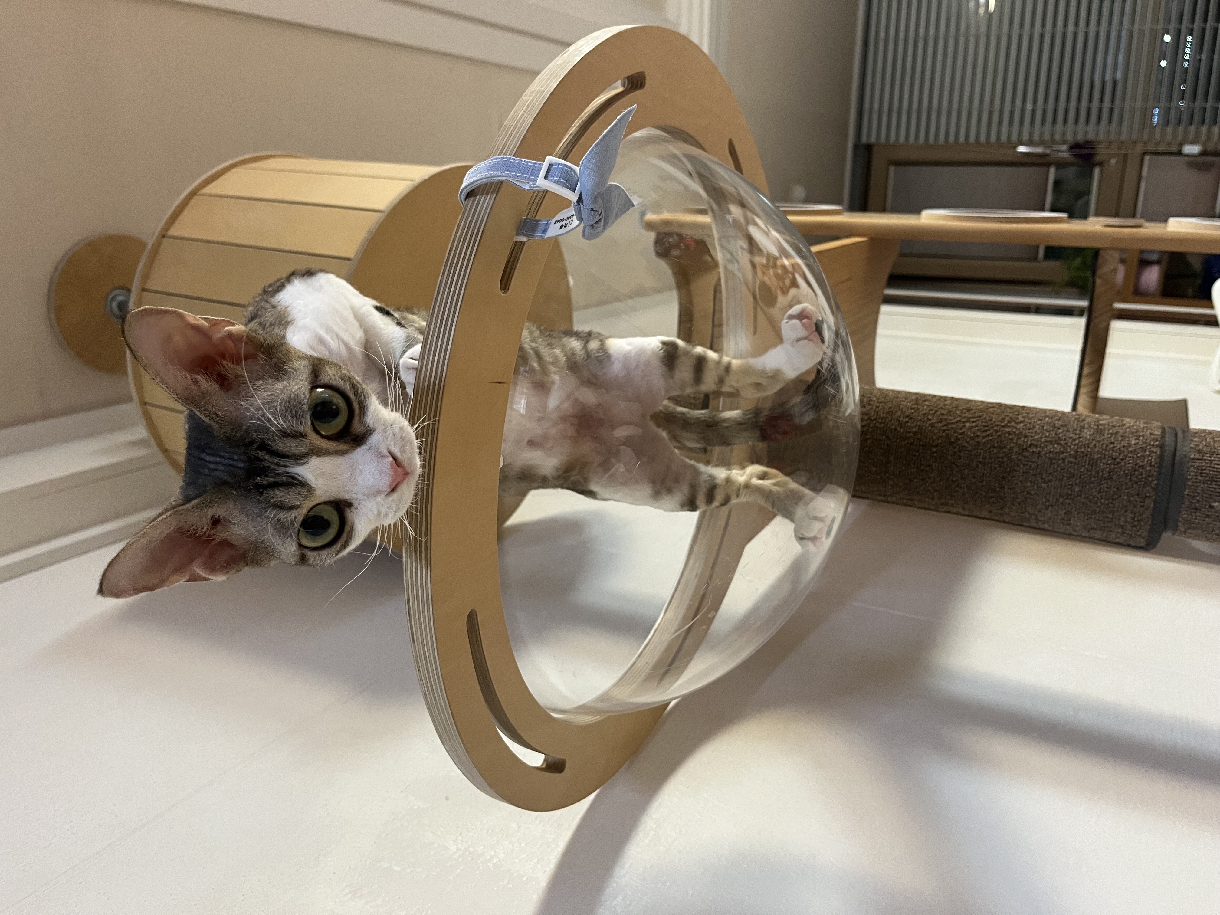 머루가 된 까까의 한달입니다