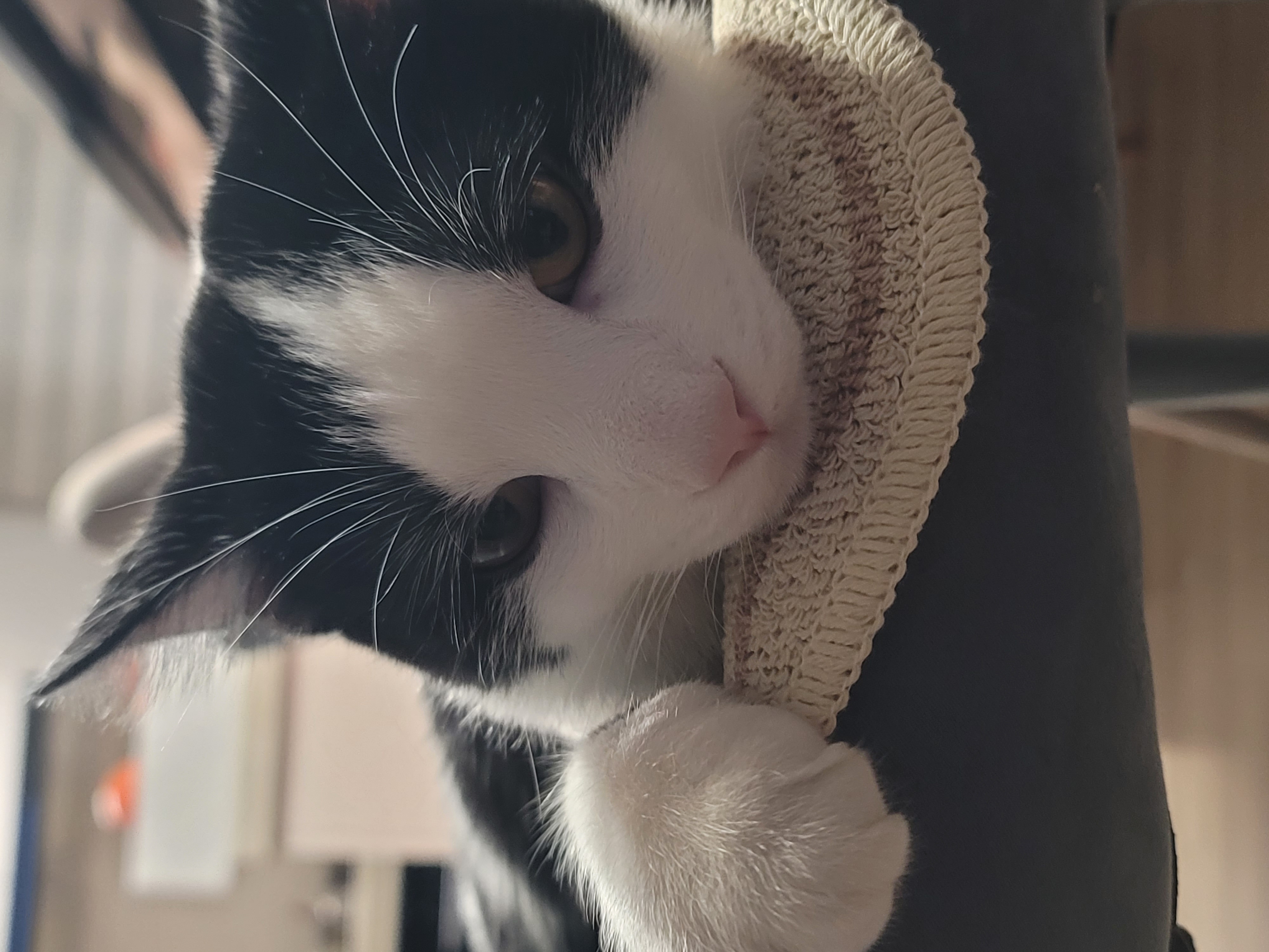 우주 입양 1개월 소식 전합니다.