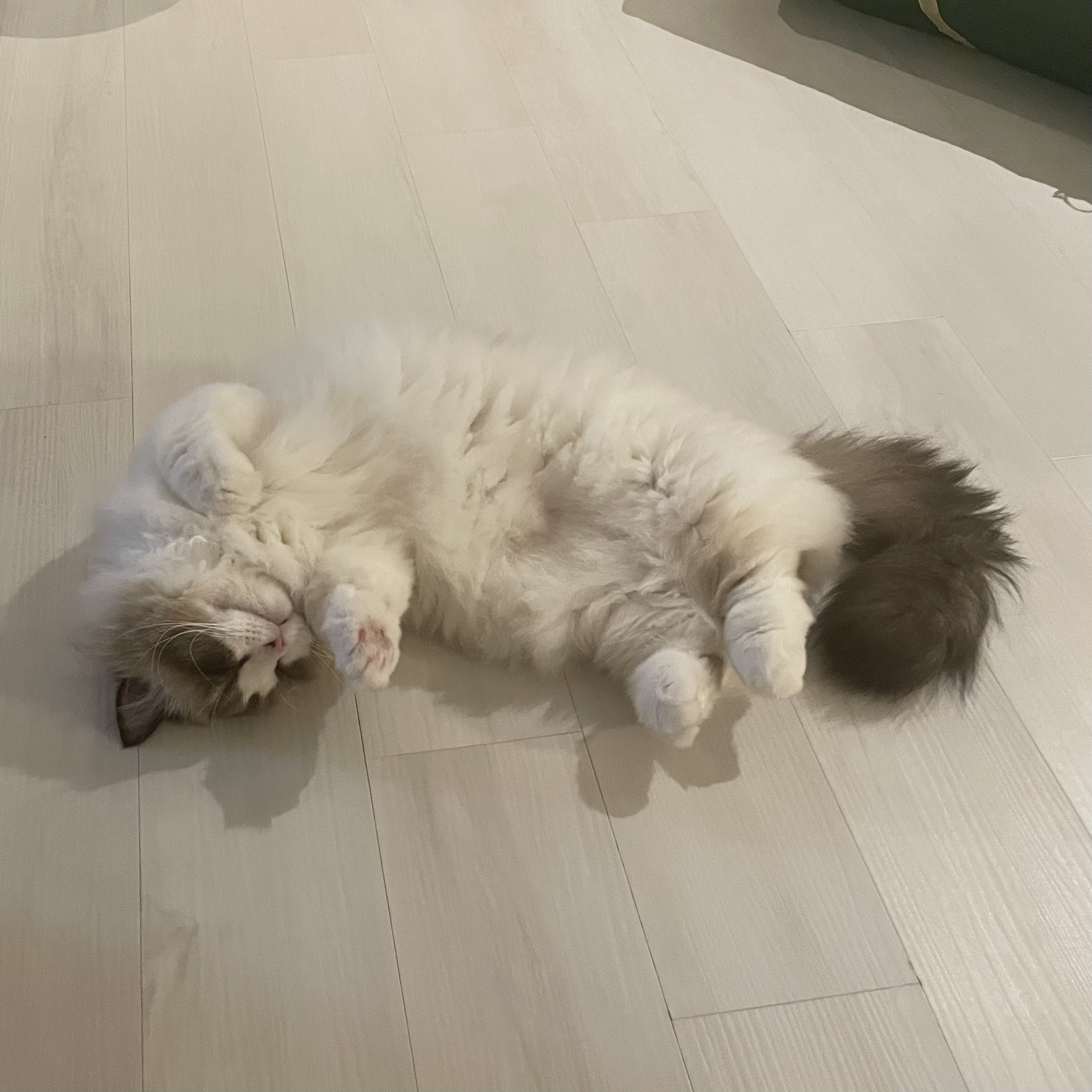 춘식(마루미)이 입양 일주일