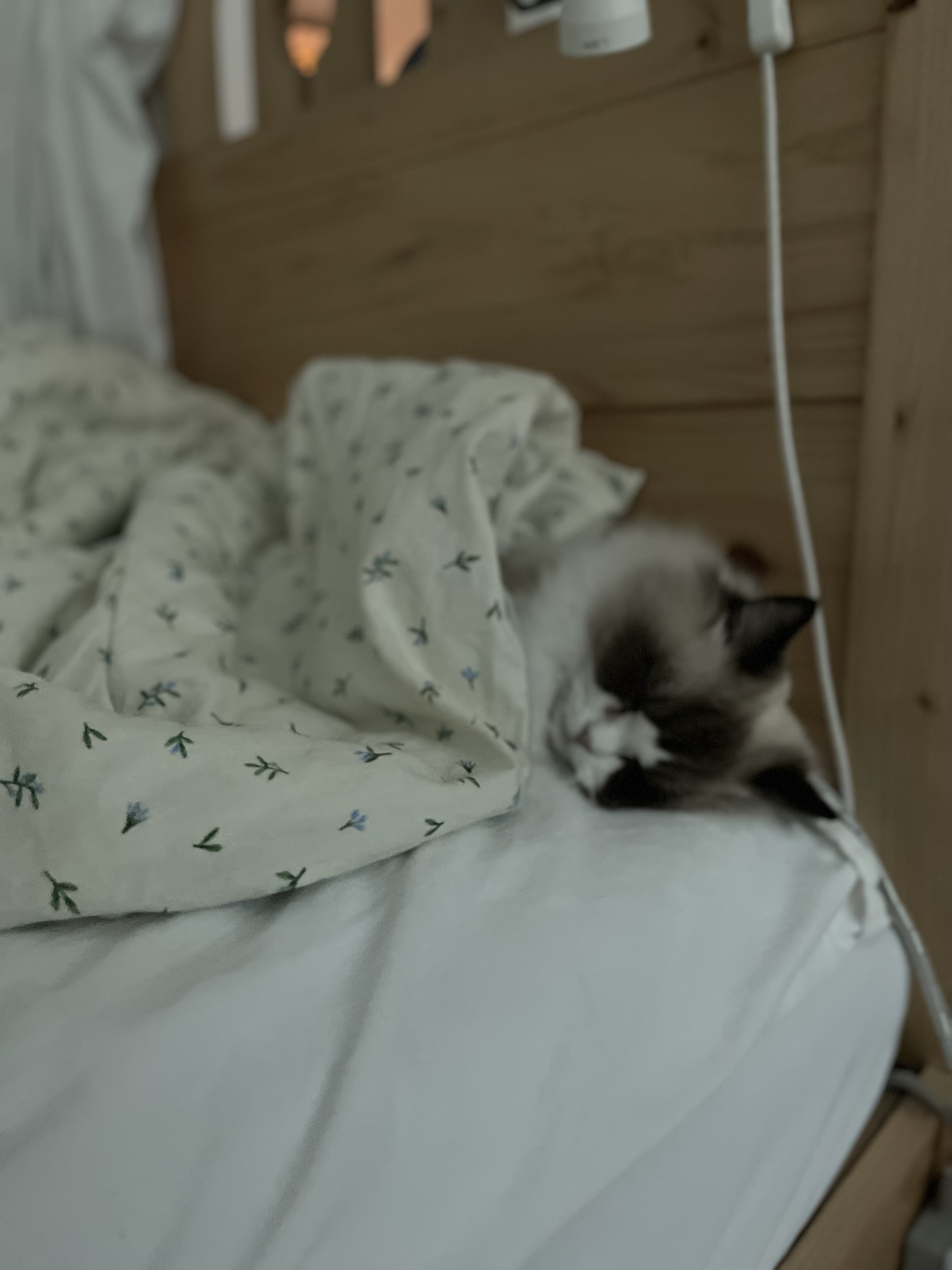 춘식(구 마루미) 1개월차