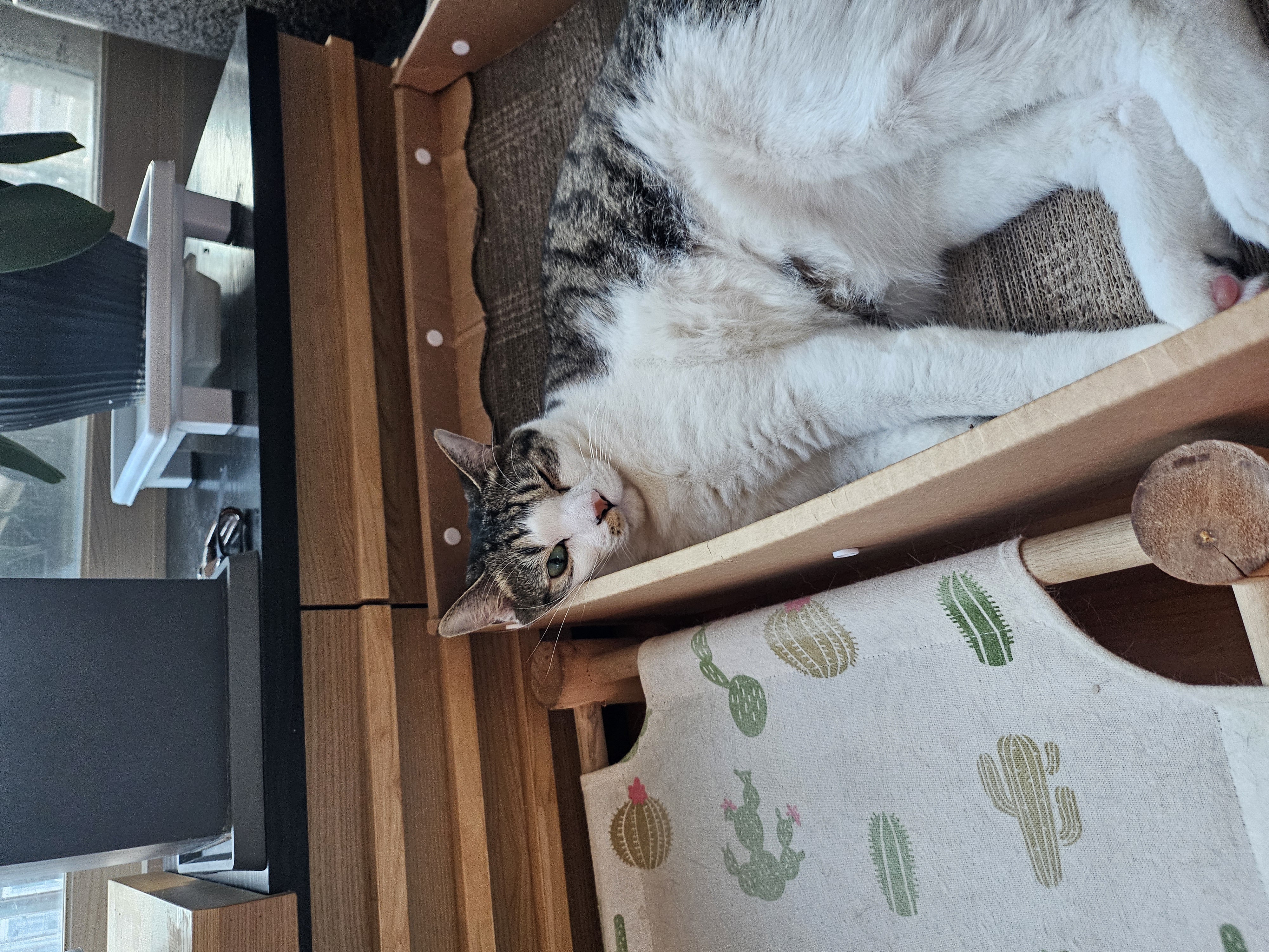 탄이와 또 새로운 2026년으로 (구.해성)