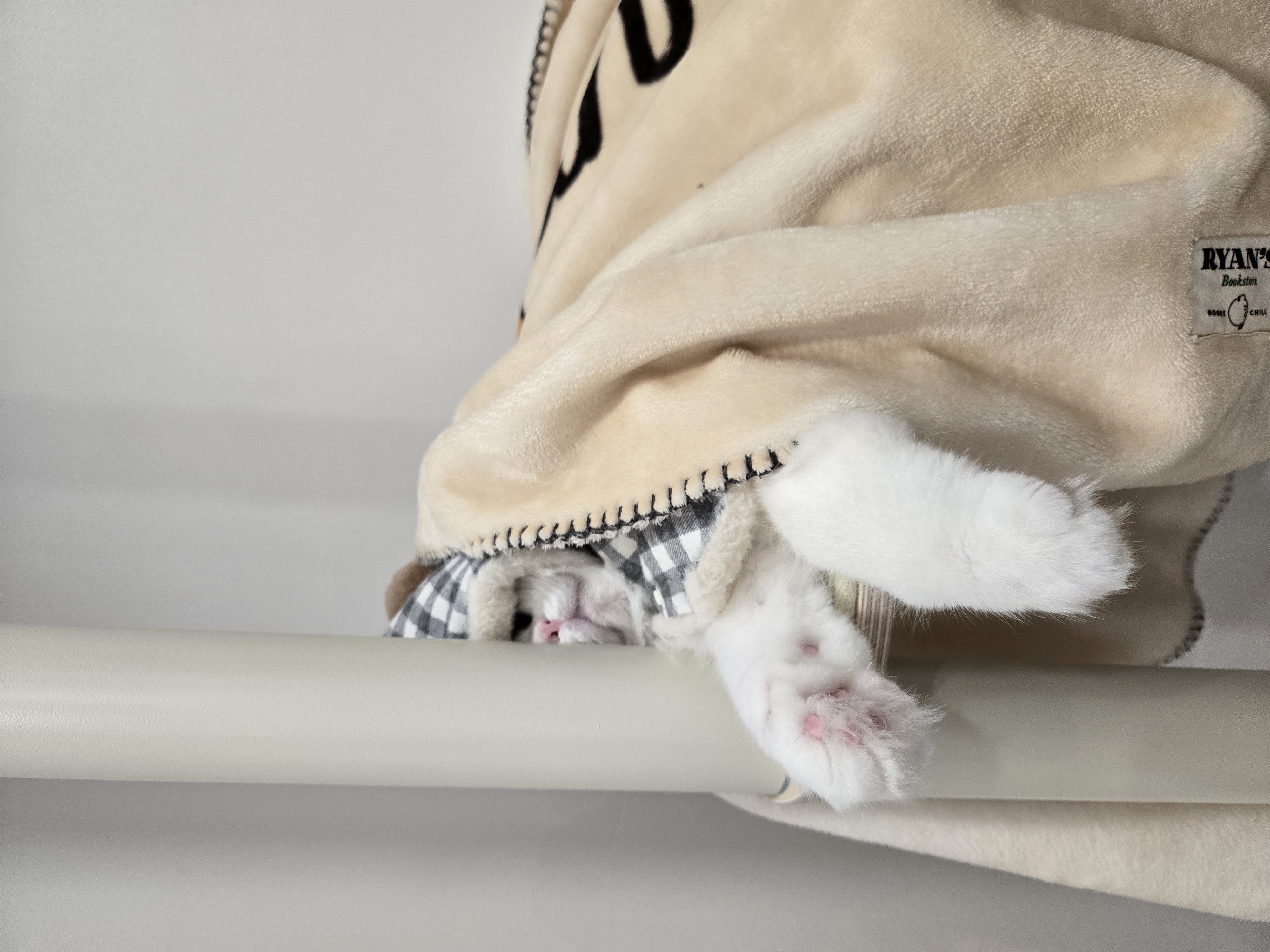 미야오(마시) 동자연에 활동가분들과 동물친구들 메리크리스마스♡