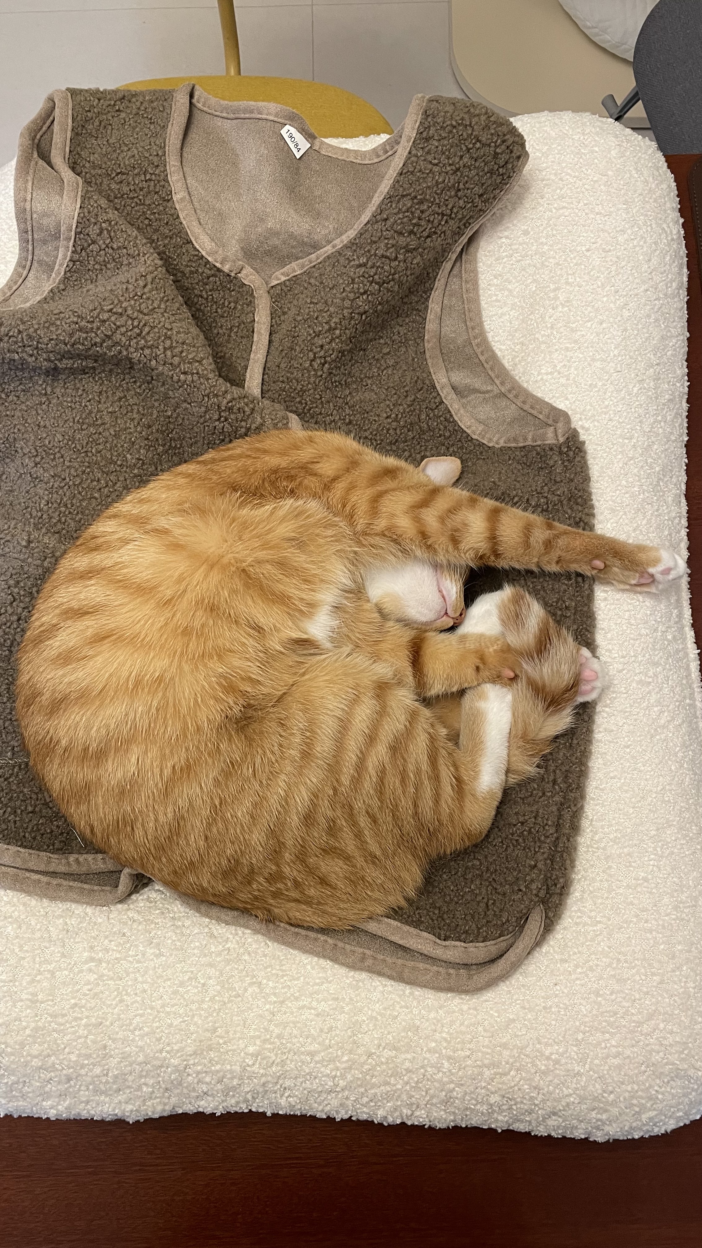 금비(다해) 입양 3개월 넘은 후기