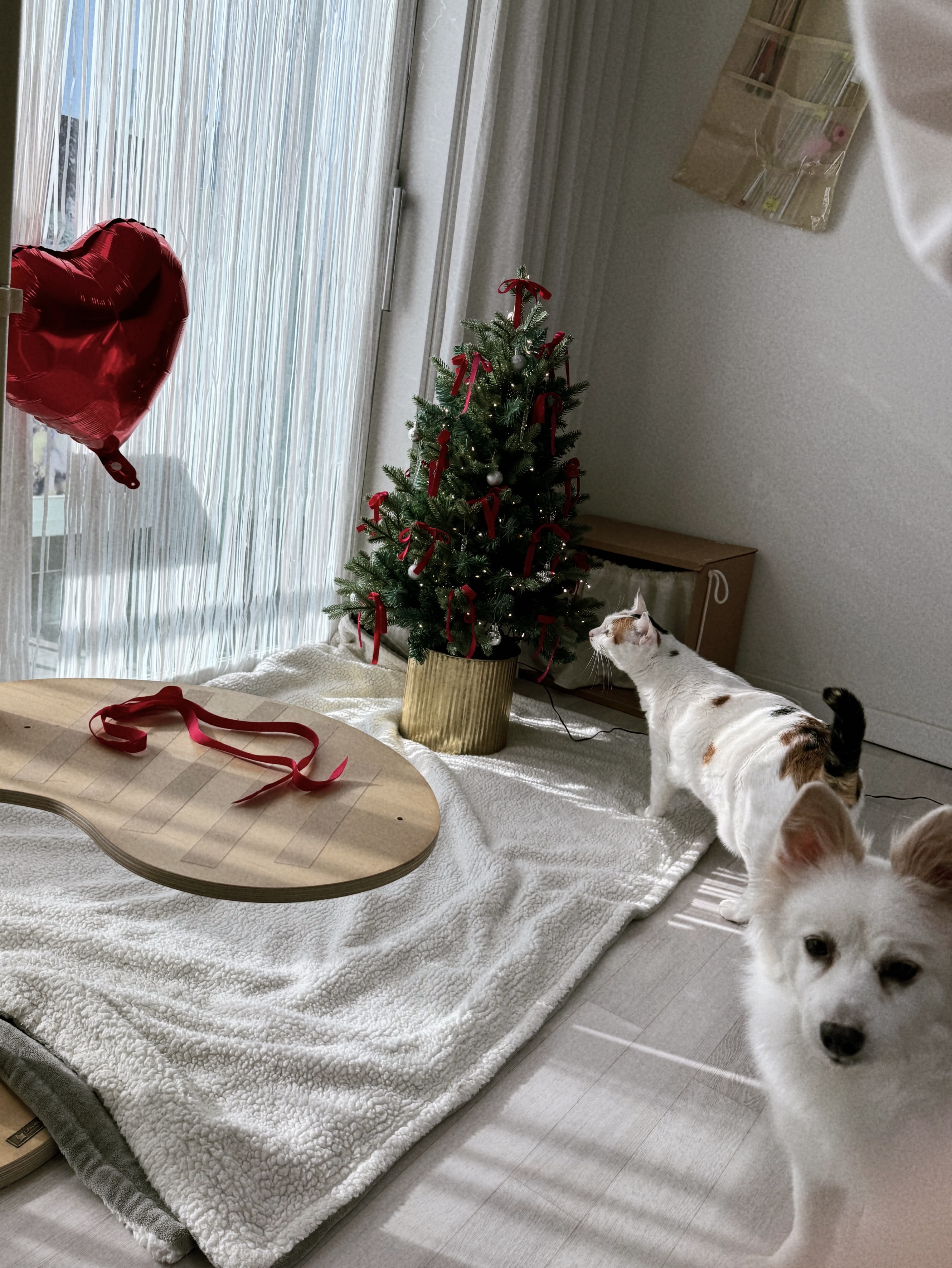 앵두와 함께하는 크리스마스🎄🍒