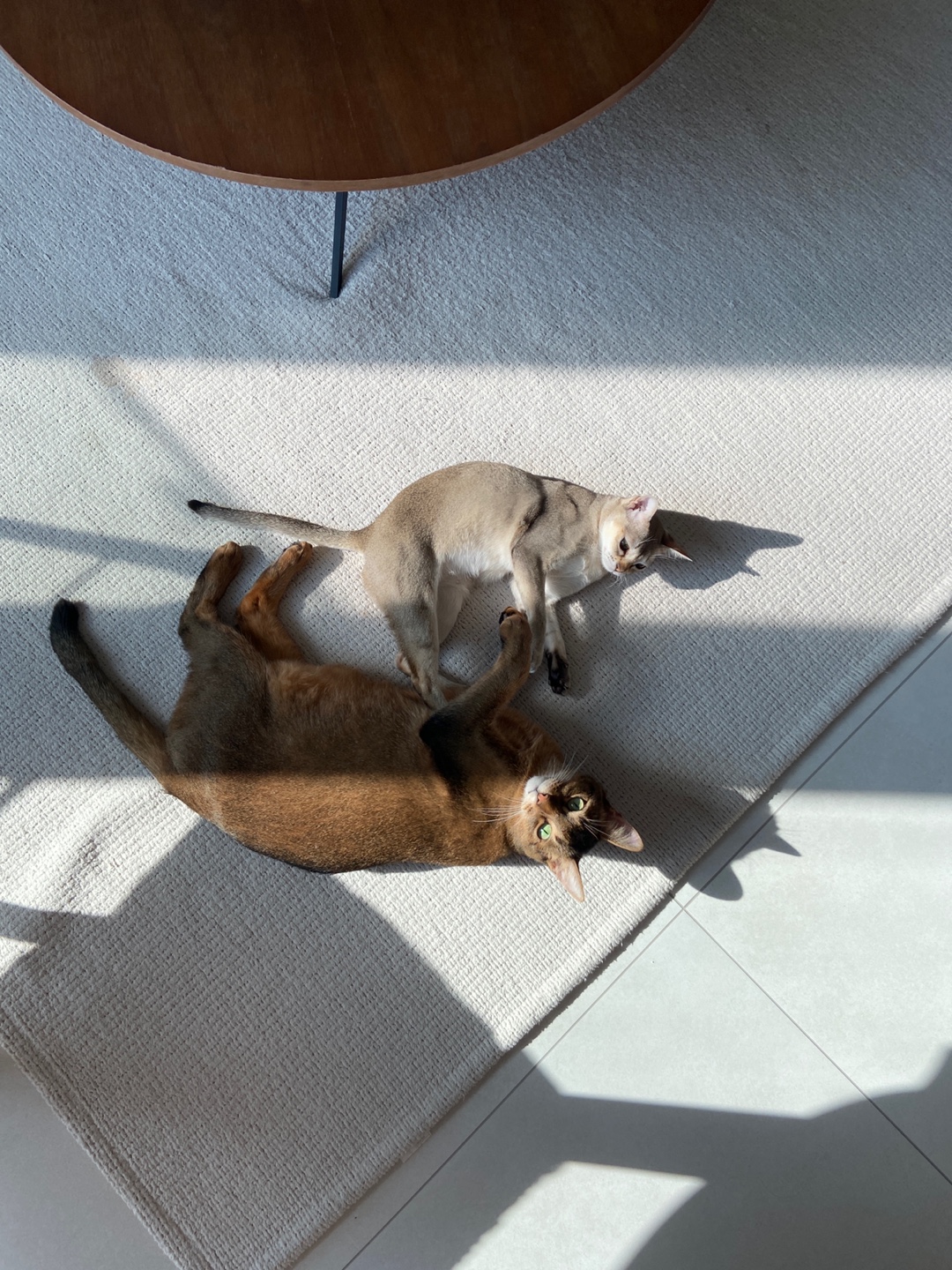  울산구조묘 누루( 실키 ) 3개월 되었어요! 