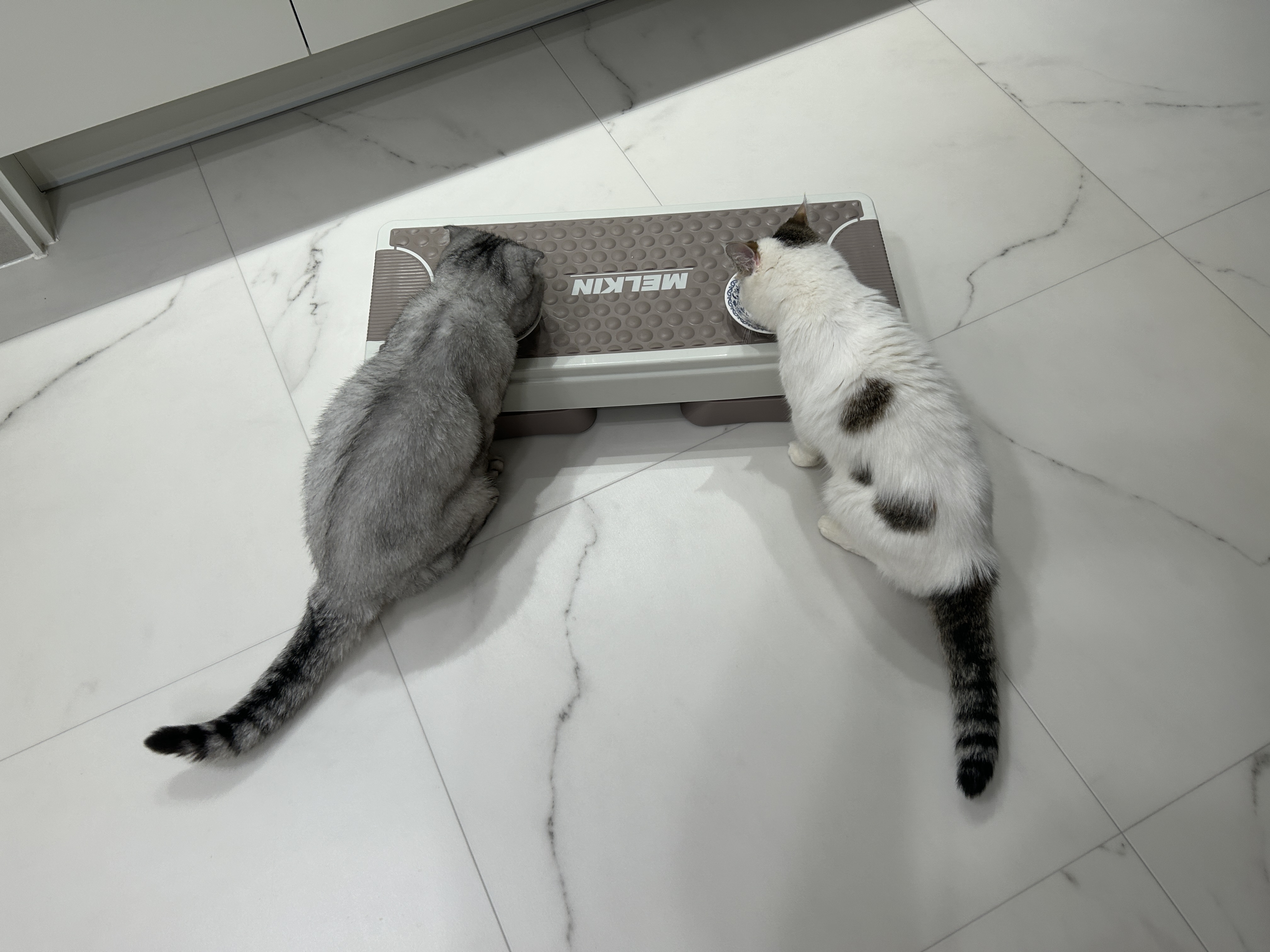 동엽이(행운이),살랑이(루리) 같이 지낸지 2년째