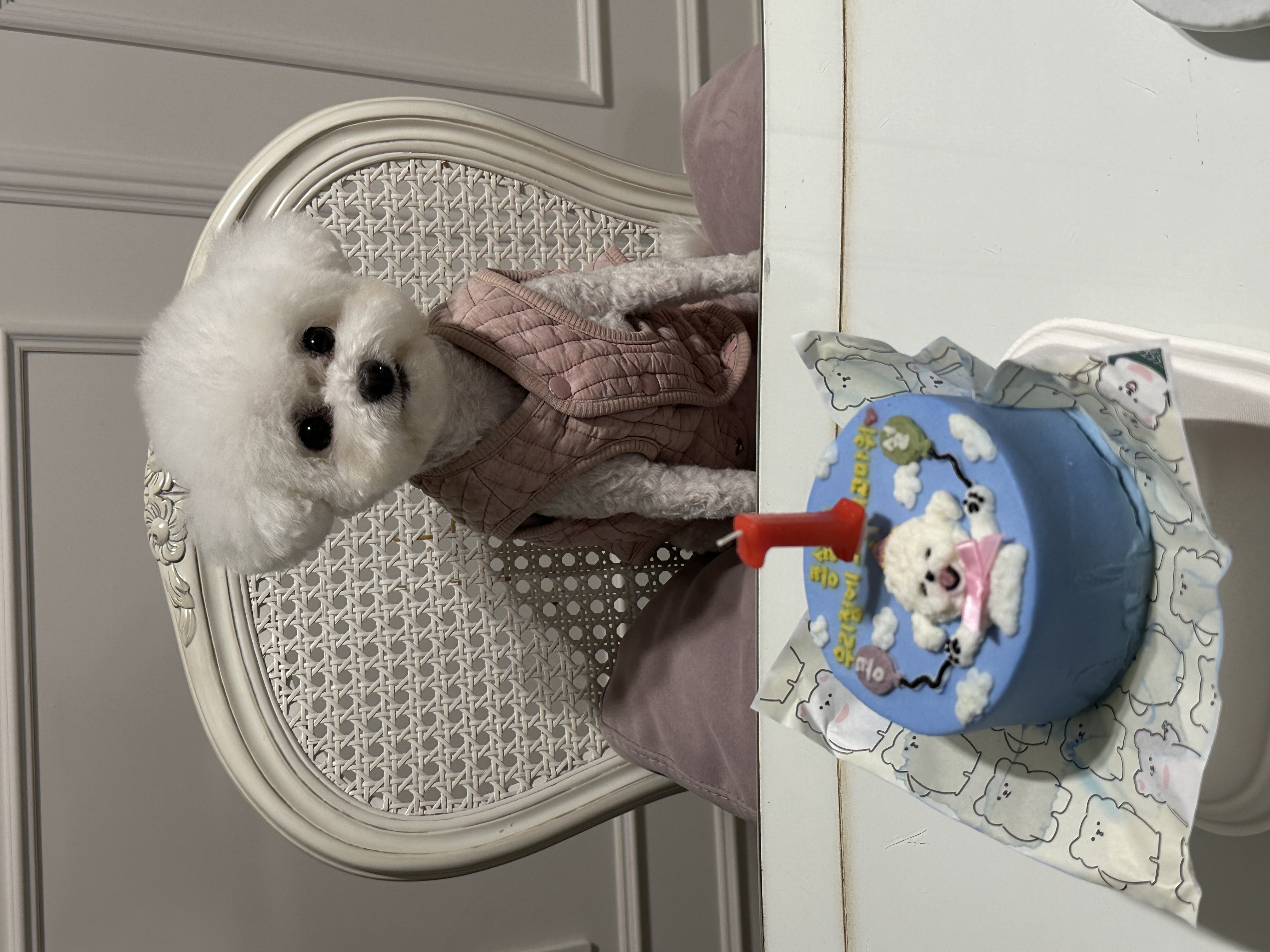 콩설이(조이) 근황입니다~