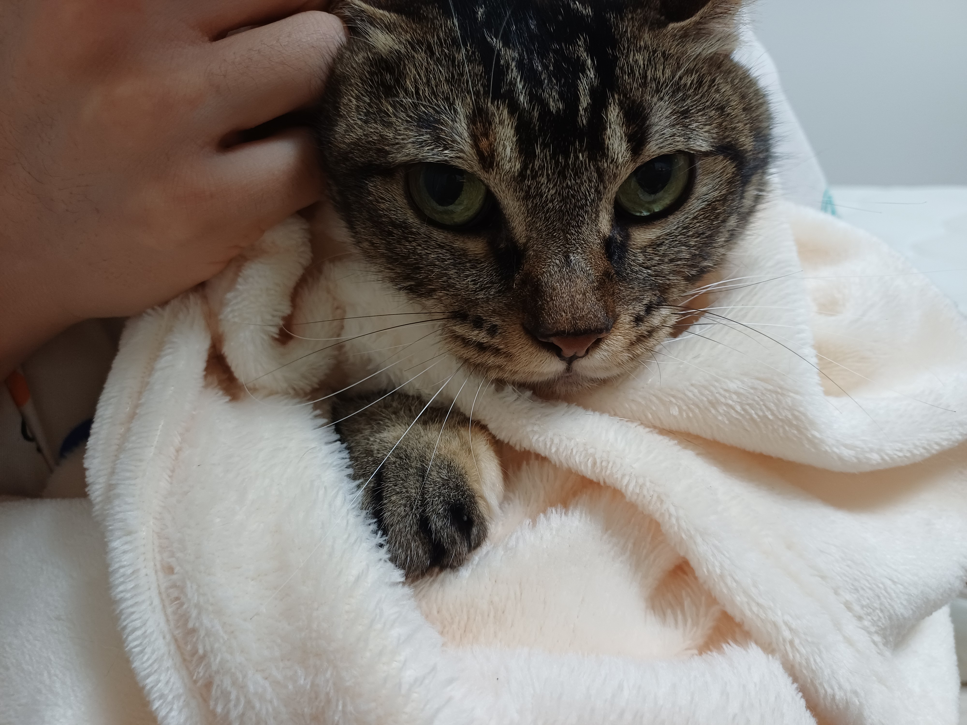 (현)후추 (구)마동이 3개월 됐어요~