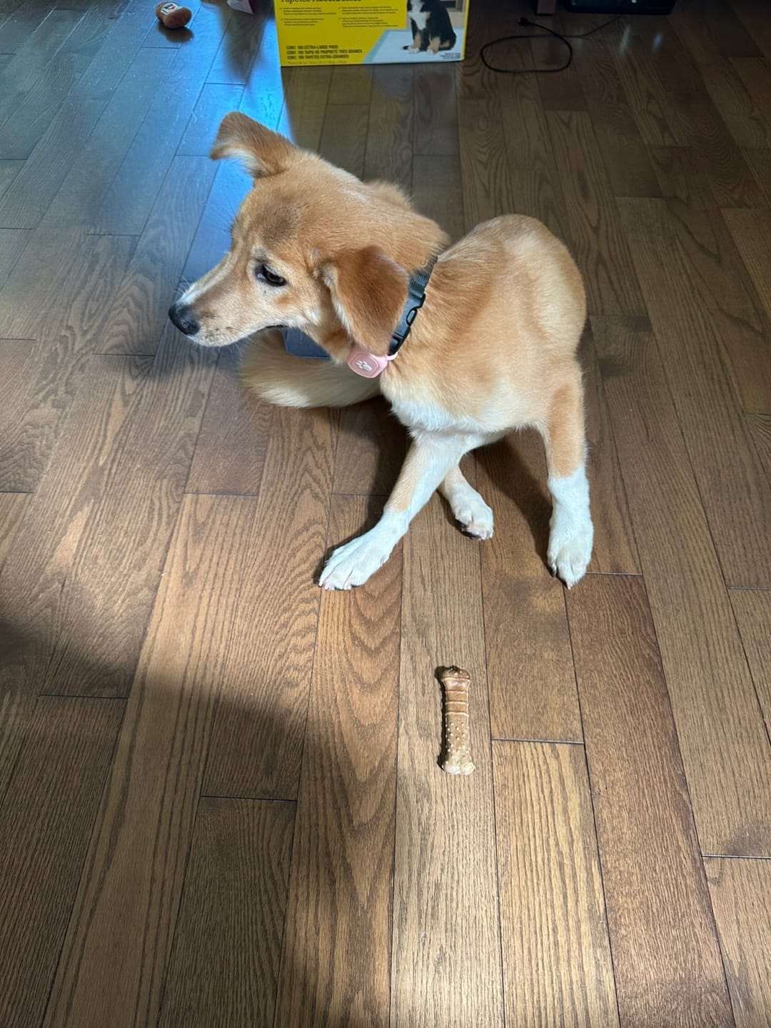 [해외입양] 캐나다 밴쿠버에서 가족을 만난 '모동이'