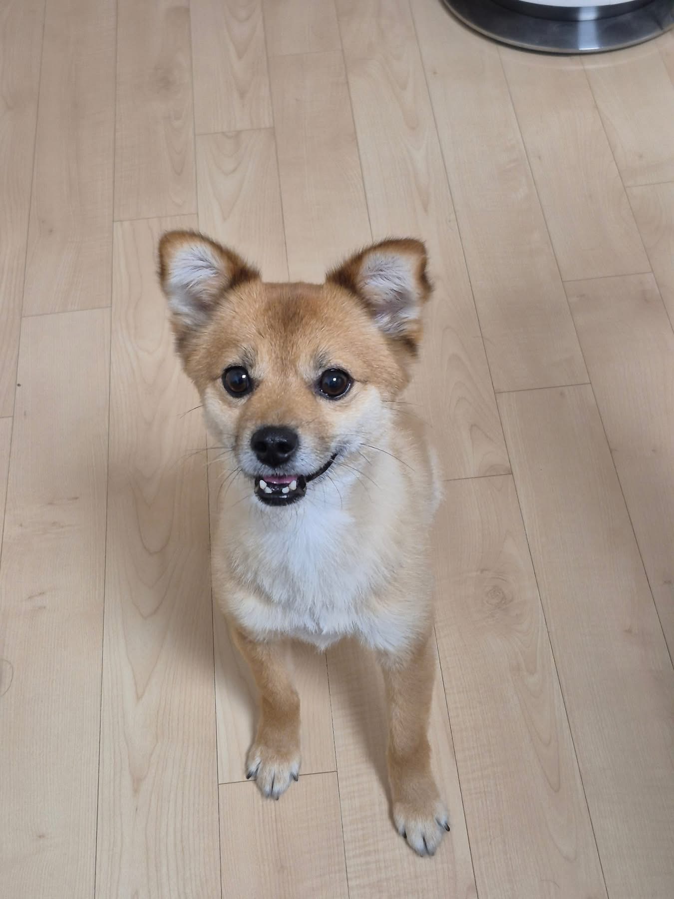 [해외입양] 캐나다 토론토에서 전해온 '달님이' 소식💌