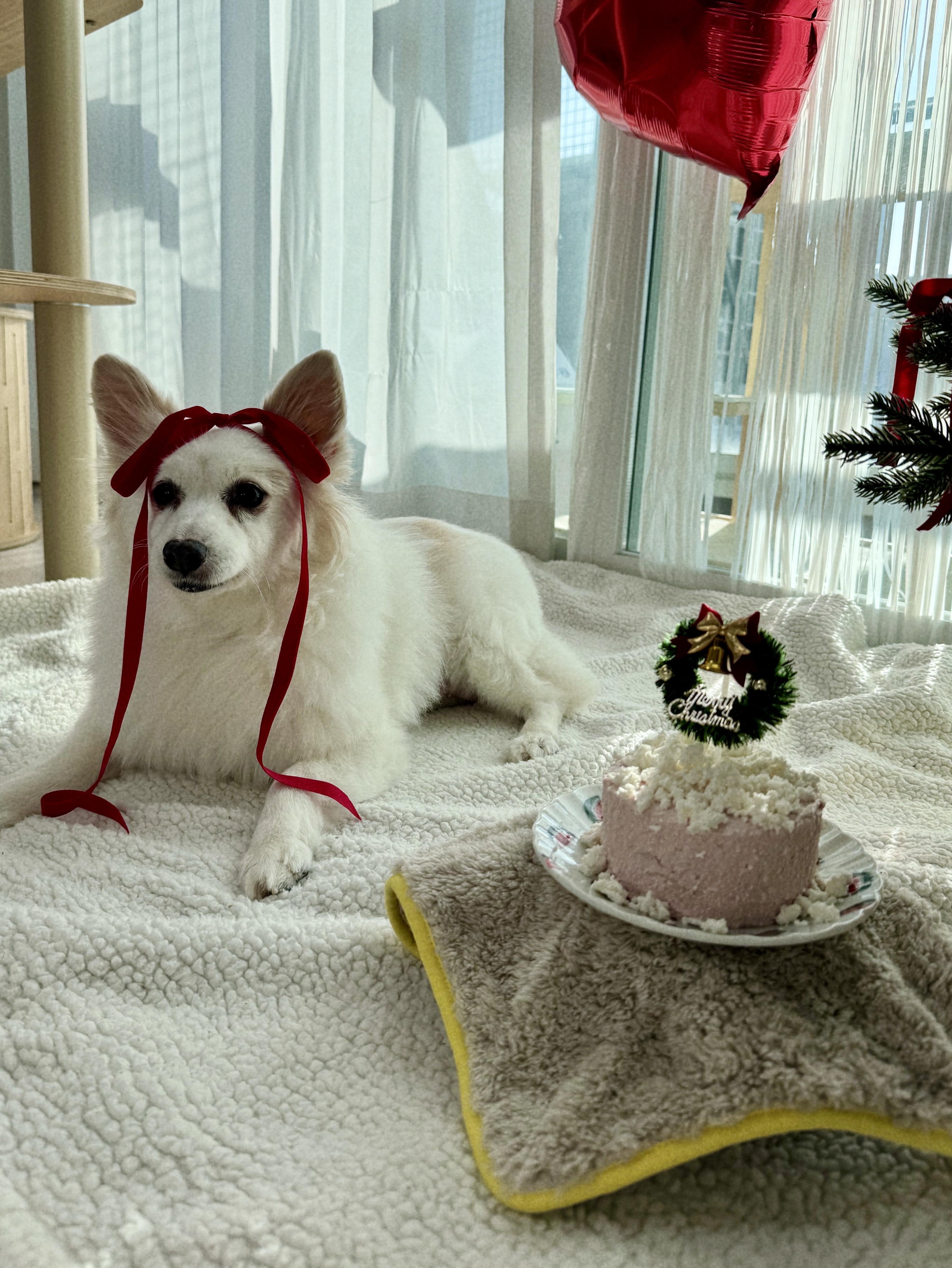 앵두와 함께하는 크리스마스🎄🍒