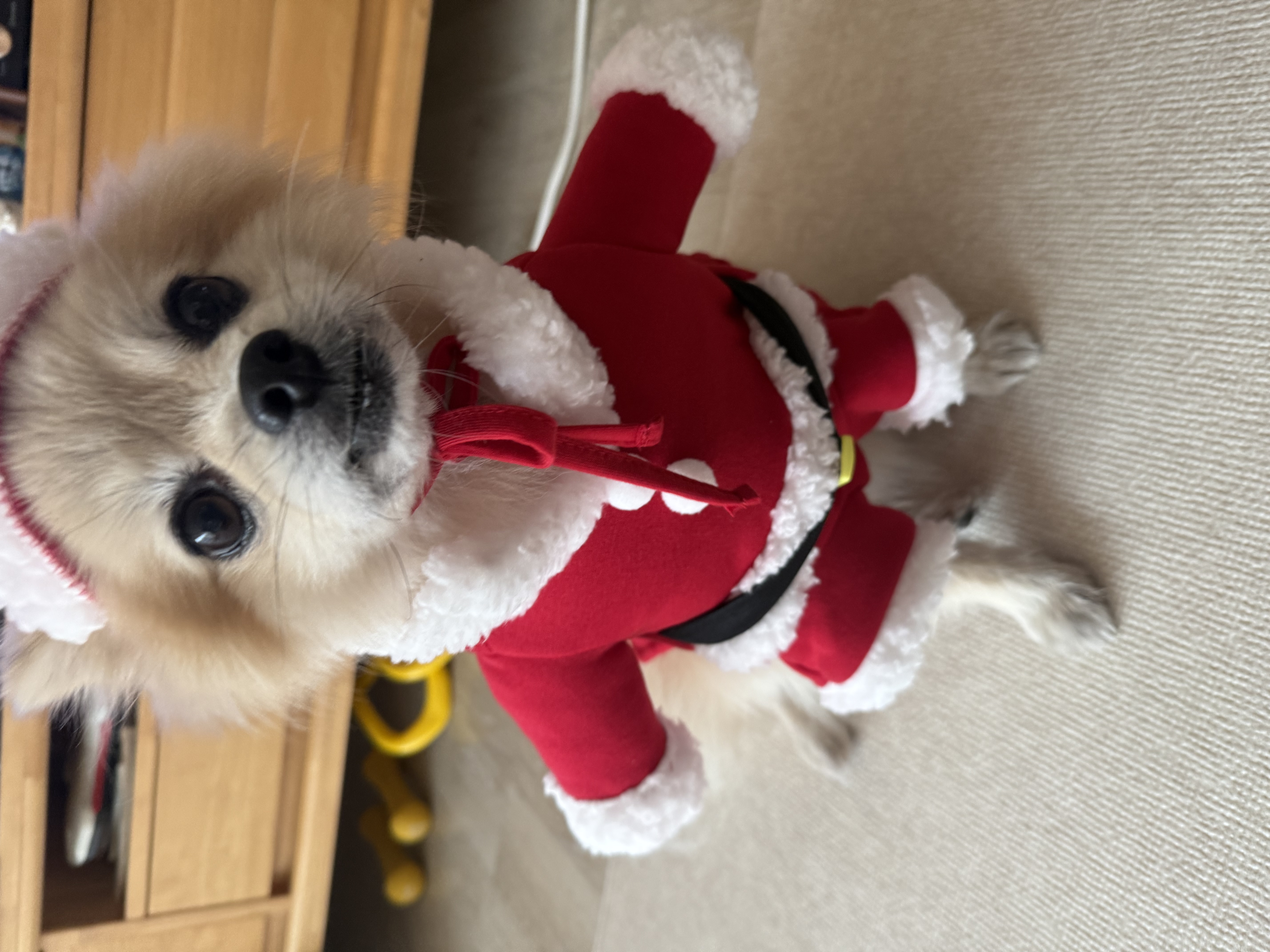 따봉(구 포키)이의 2025년