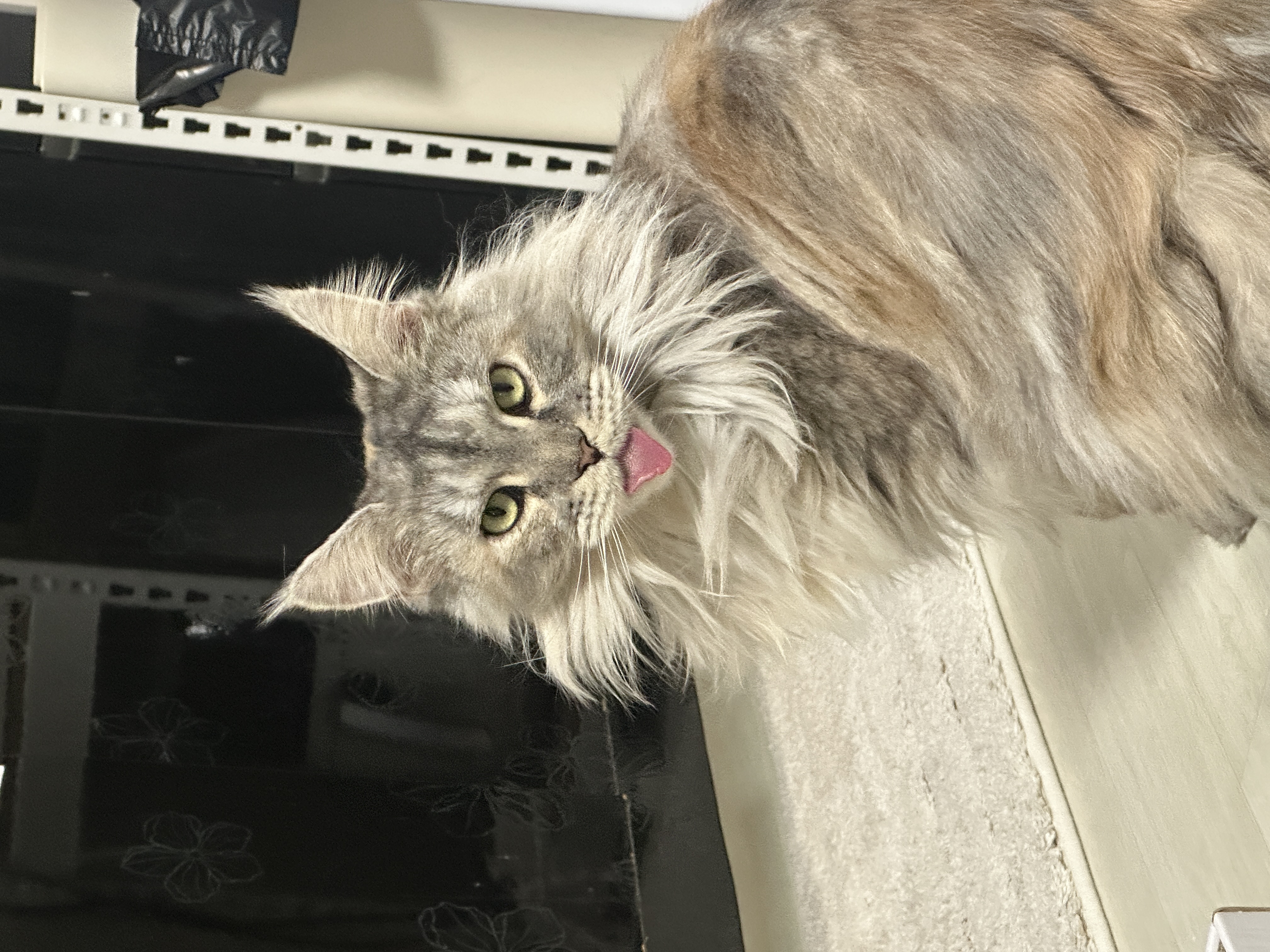 입양 3개월 백호야(이쿤이) 소식입니디