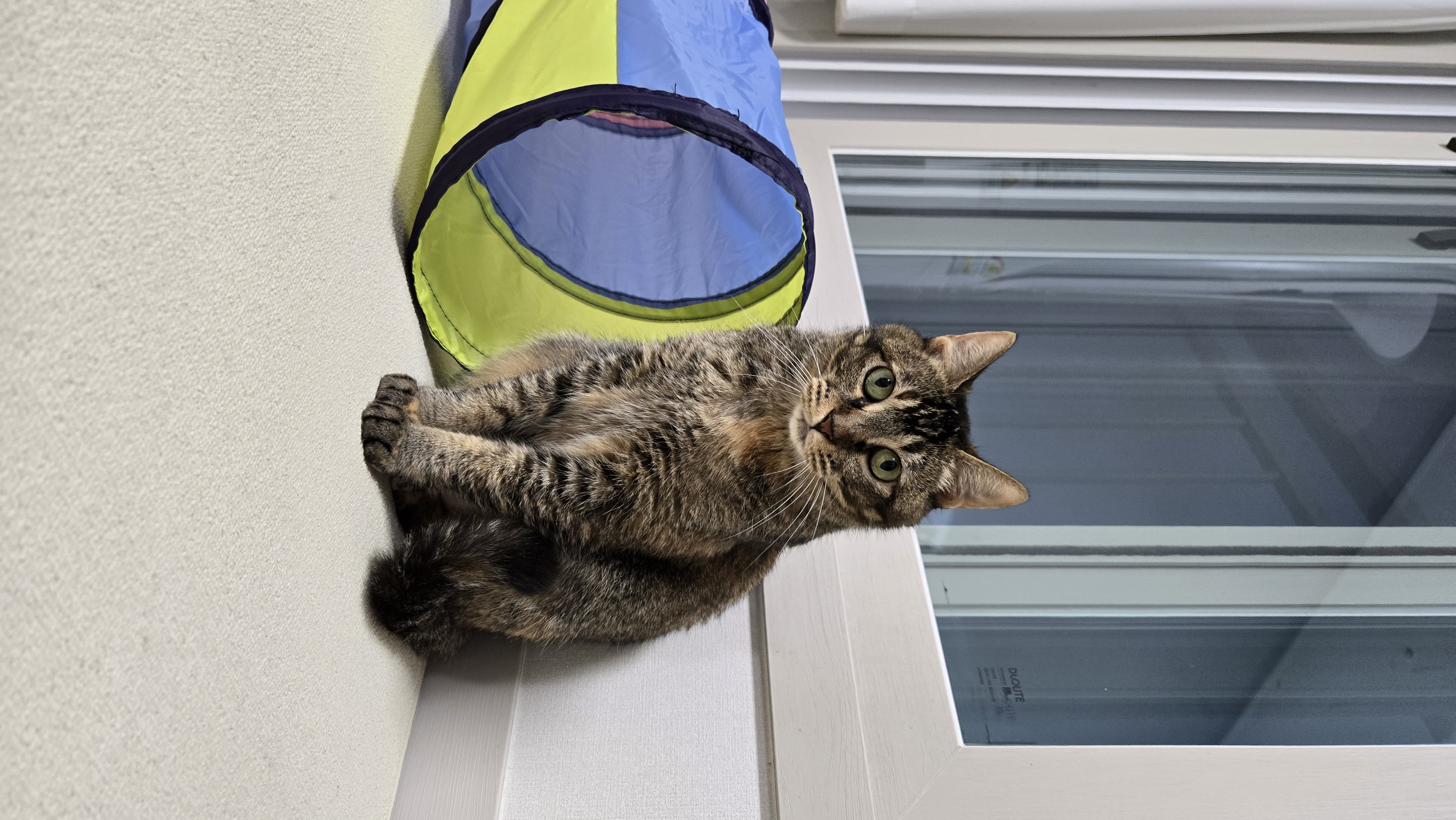 (현)후추 (구)마동이 3개월 됐어요~