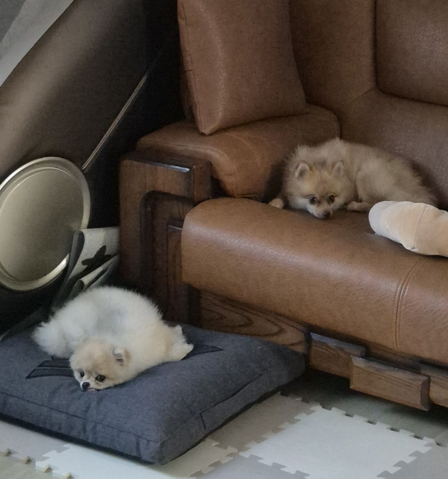 애니 (여우) 입양 한 달 후기