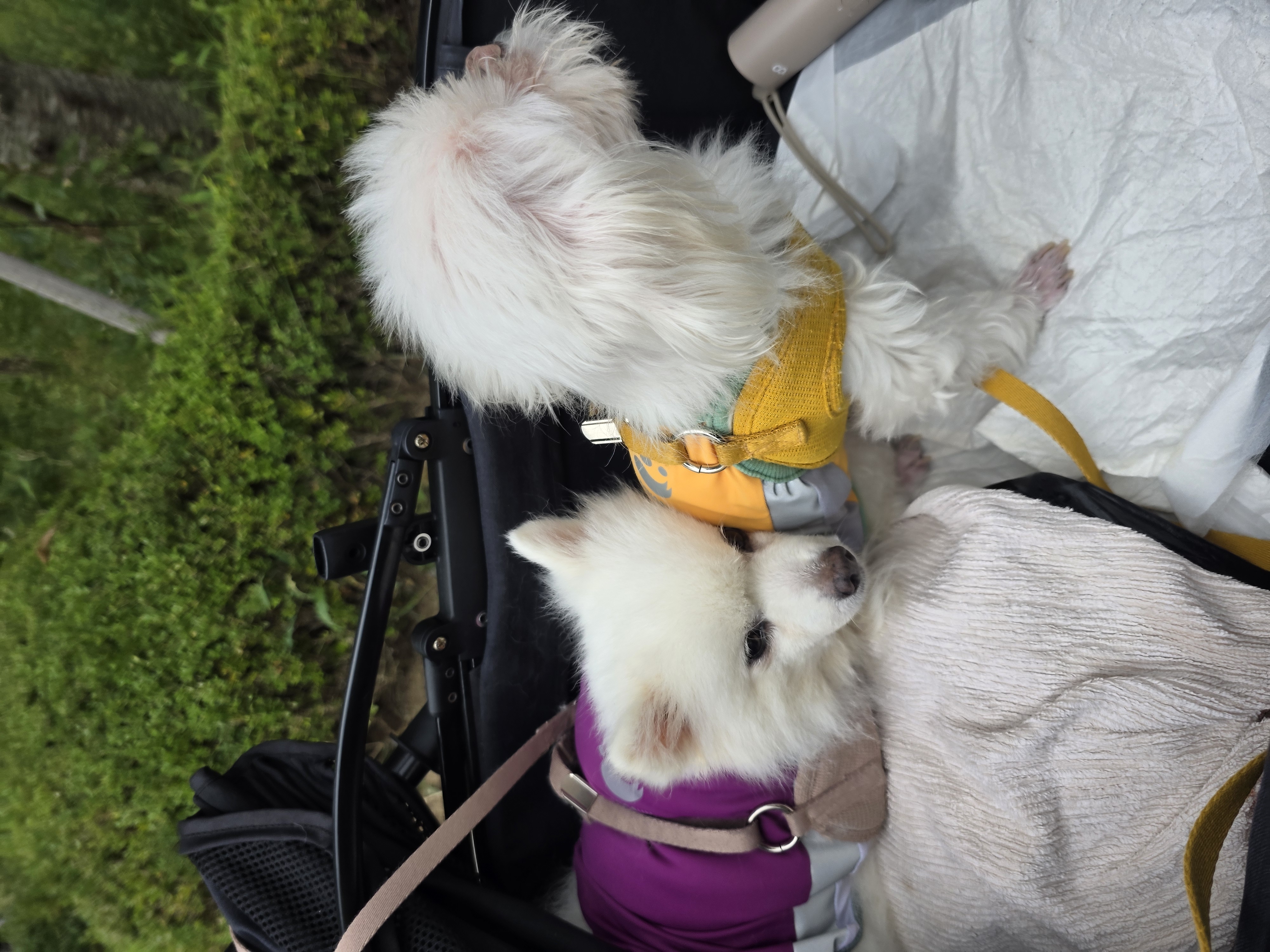 단비 (구 곤지암 포동이) 4년 근황