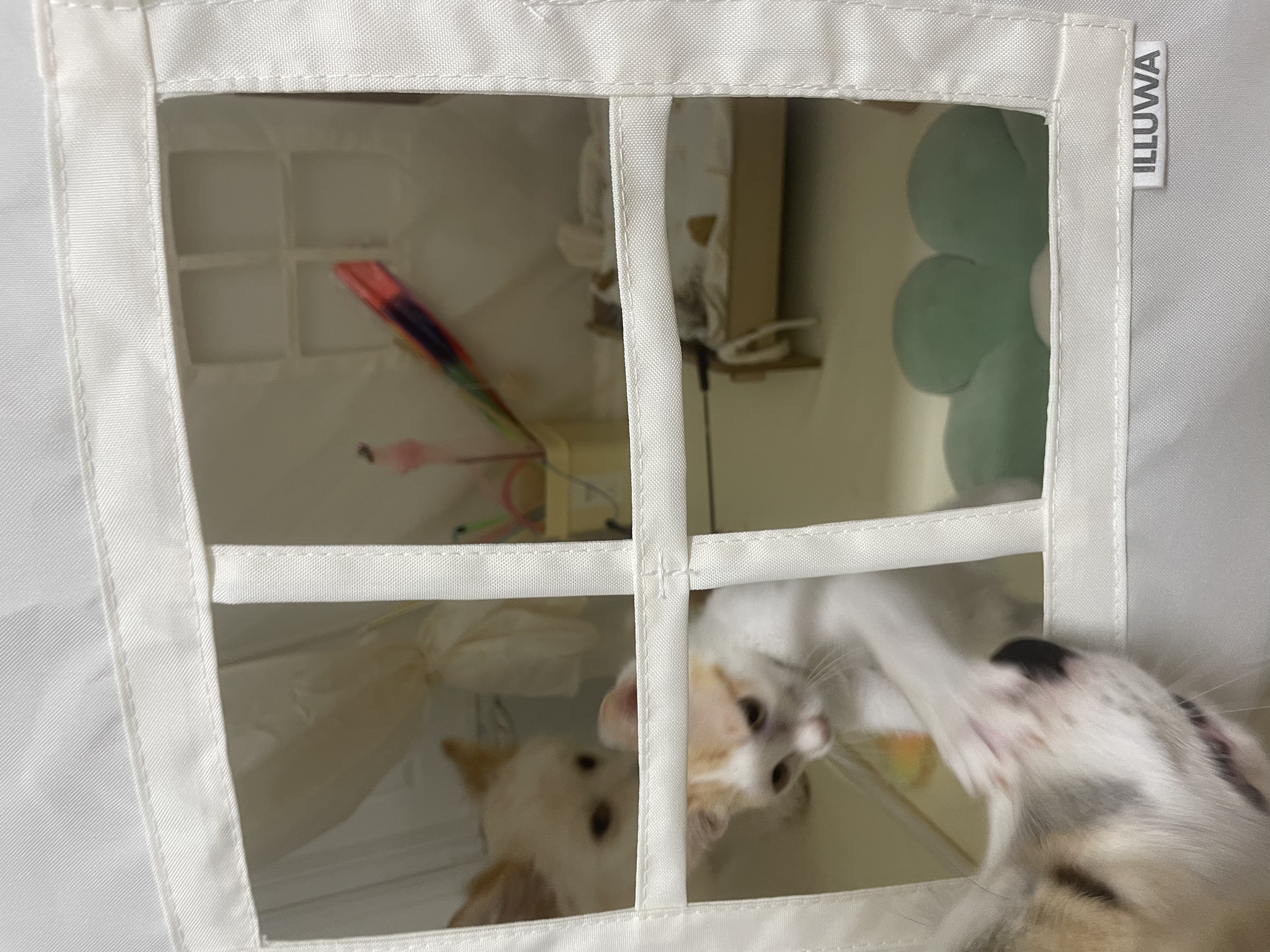 만복(모랑이) 근황입니다!