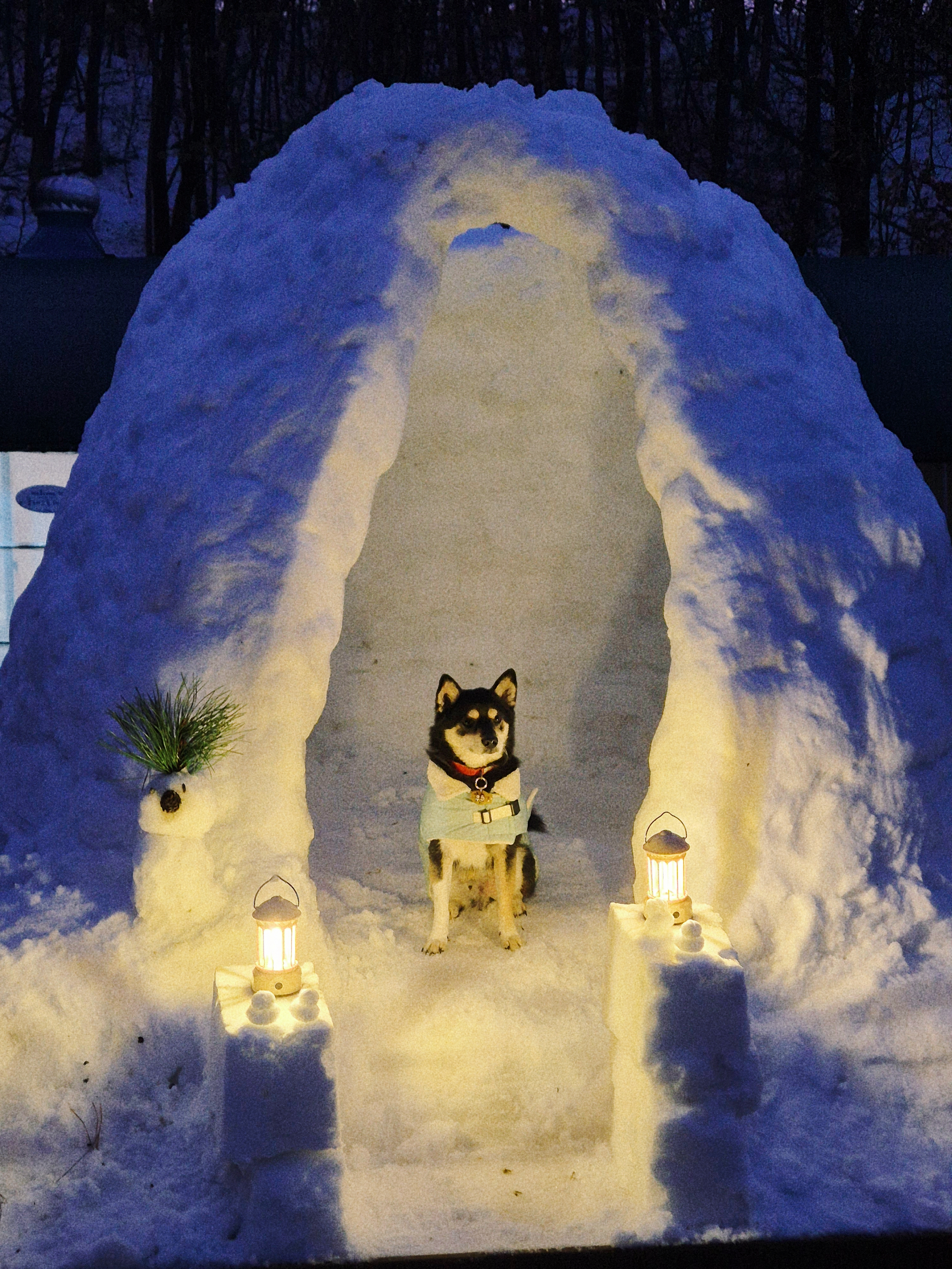 후추(우주) 입양 5년 후기