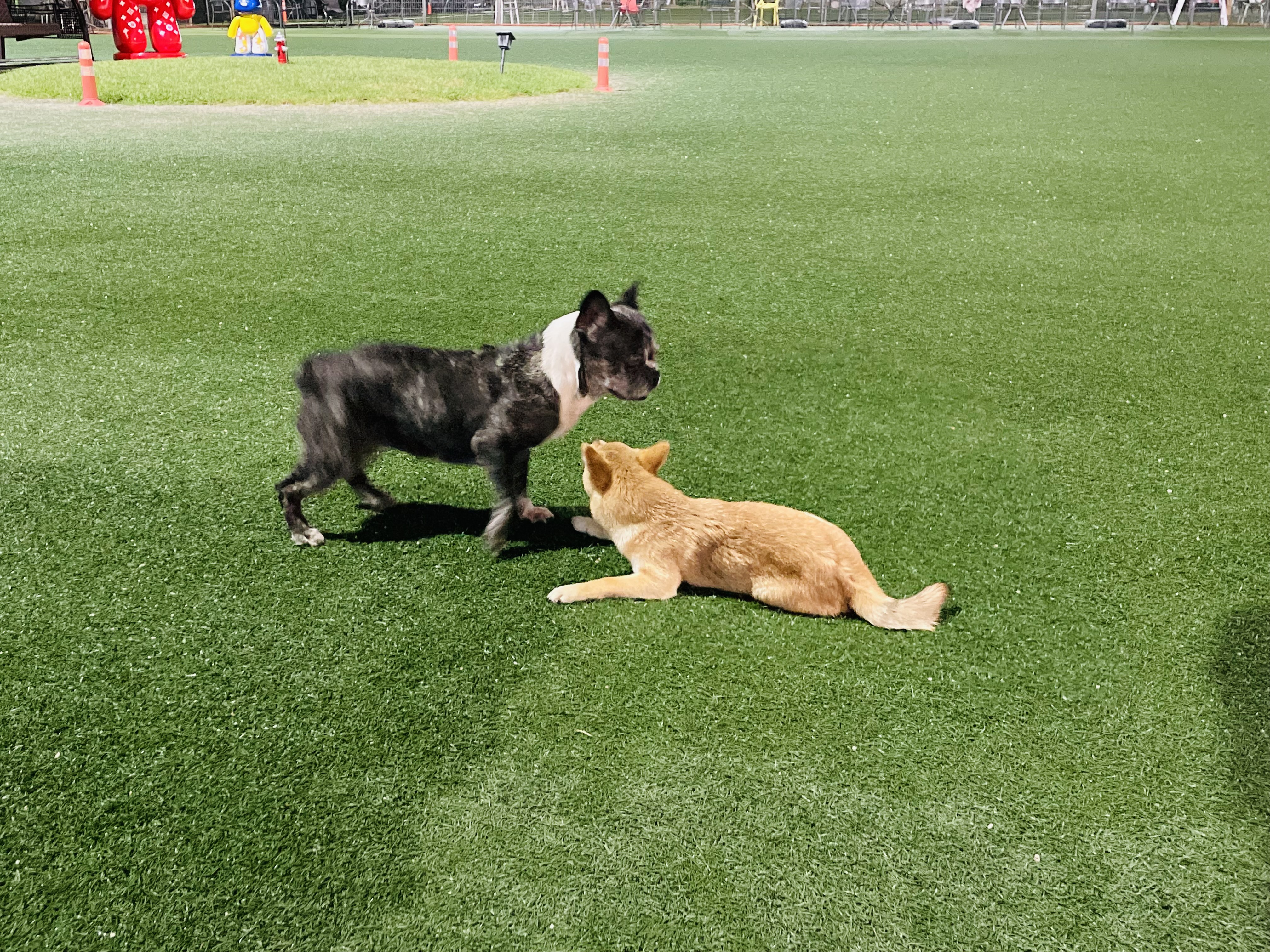 호이 입양 일기와 뽀아 임보 일기 