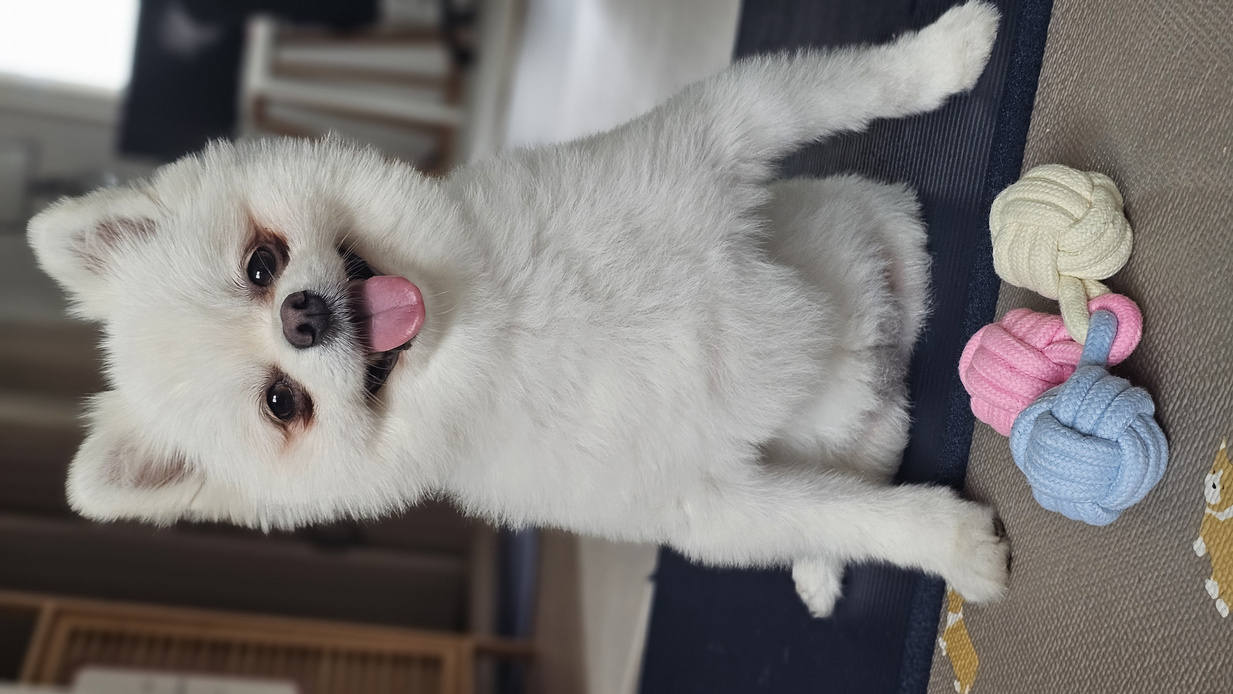 보아랍니다