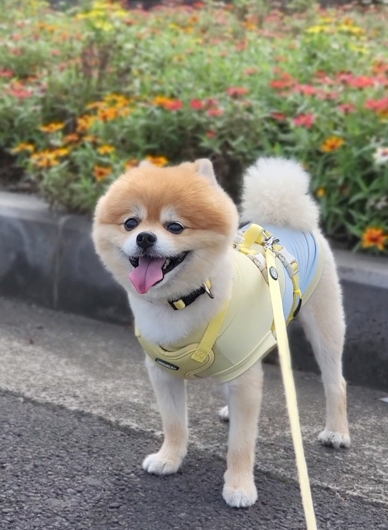 뽀심이(동식이) 입양 후 2년 후기입니다!!