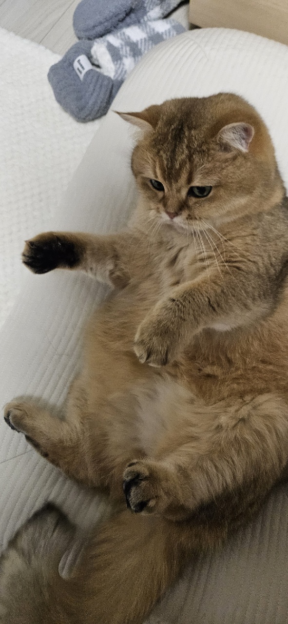 구두부 현마루가 가족이 된 지 2년째 후기입니다.