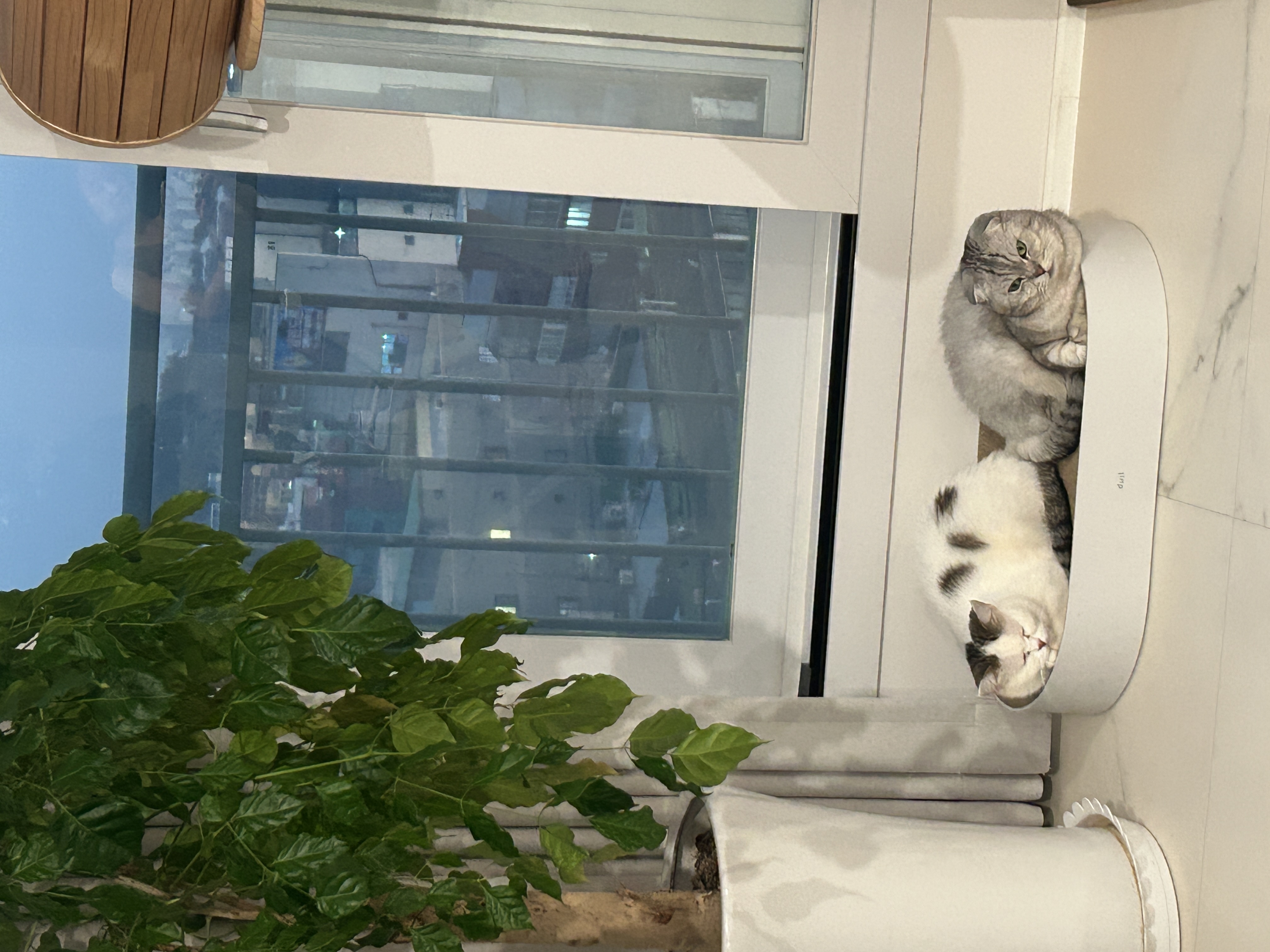 동엽이(행운이),살랑이(루리) 같이 지낸지 2년째