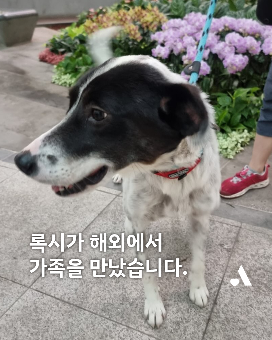 [해외입양] 캐나다 밴쿠버에서 가족을 만난 '록시'