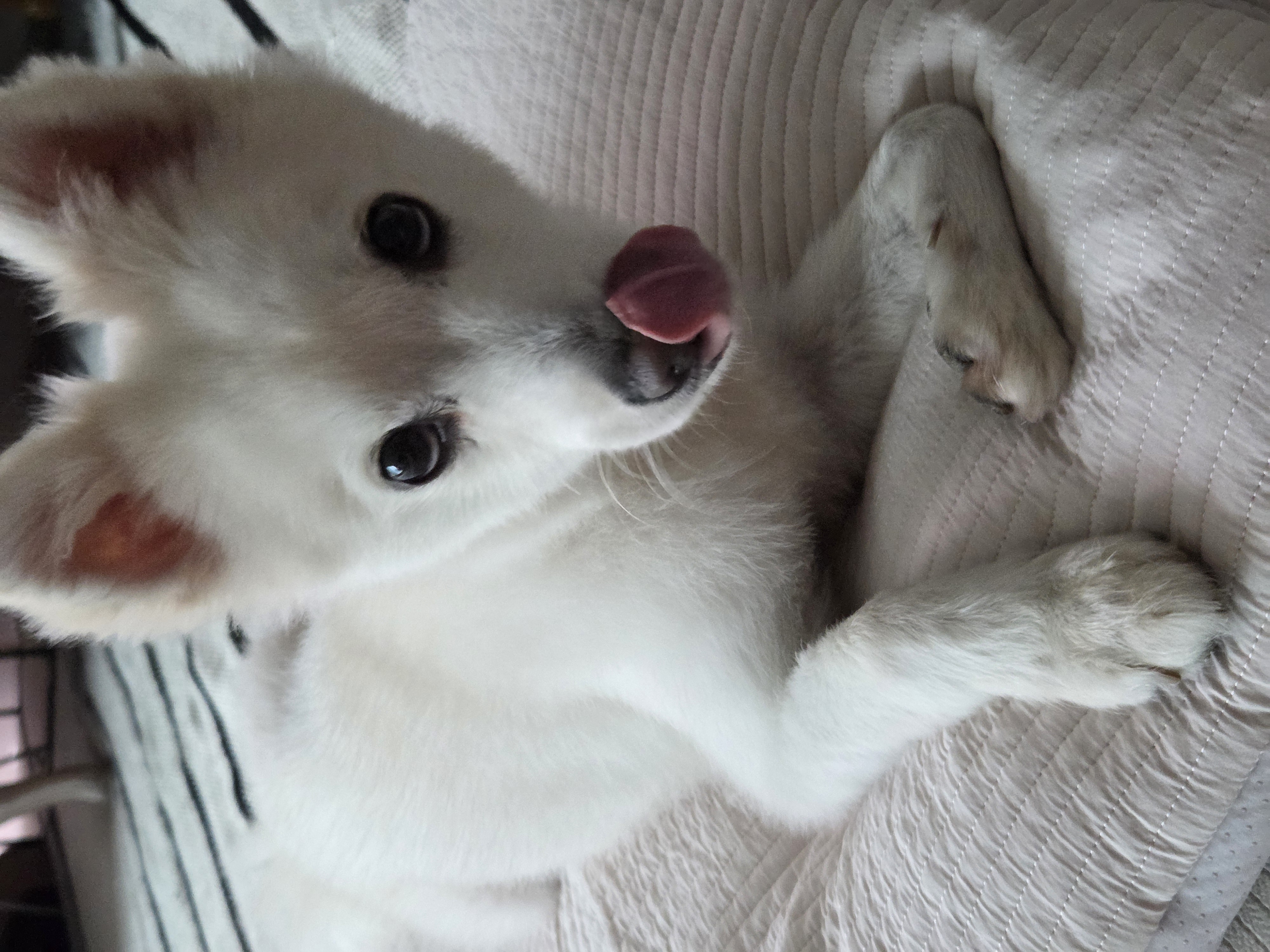 사랑둥이 다람이🐿 한달차 후기🤎