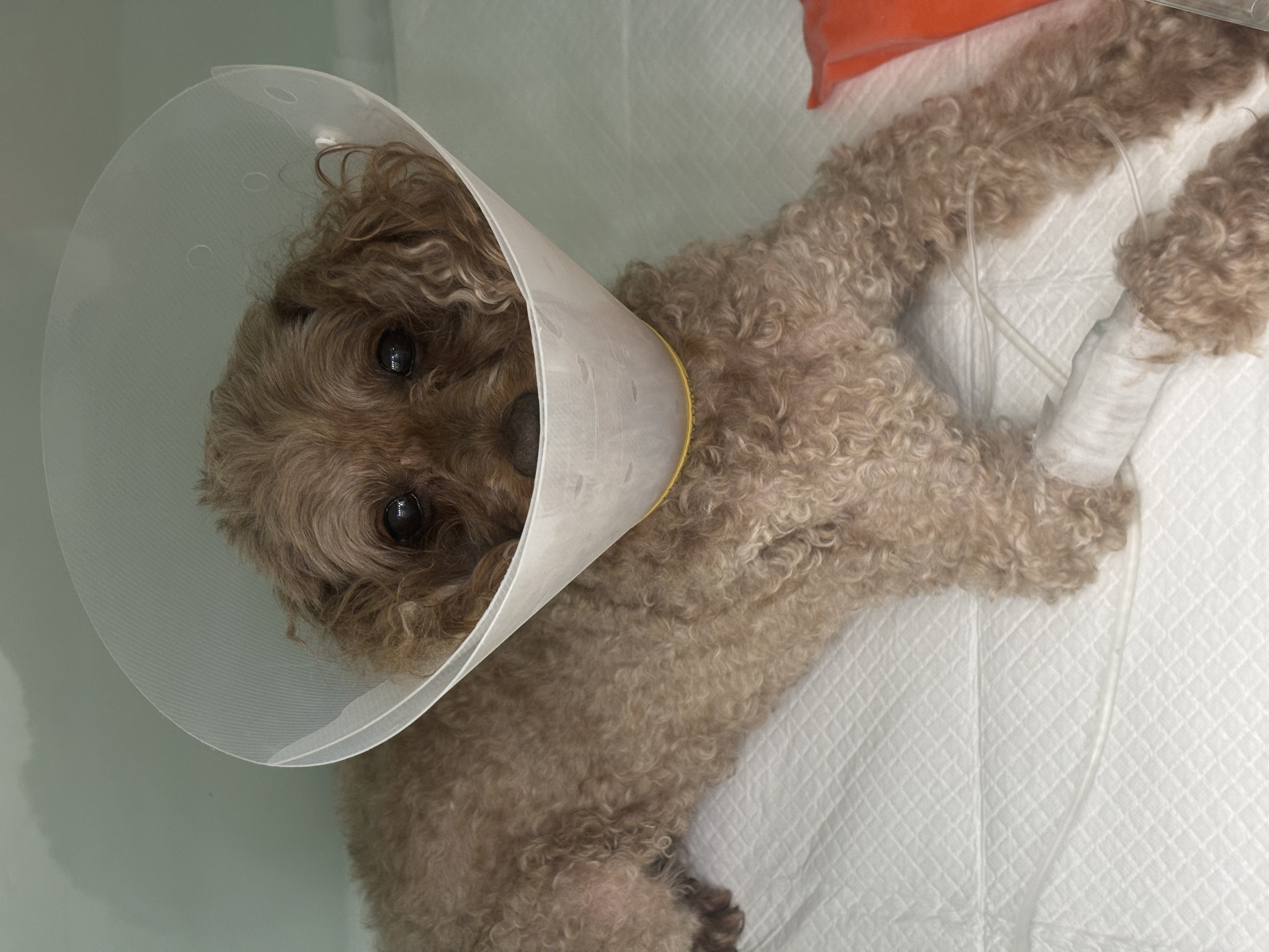 토리(구 곤지암 코리) 4년 근황