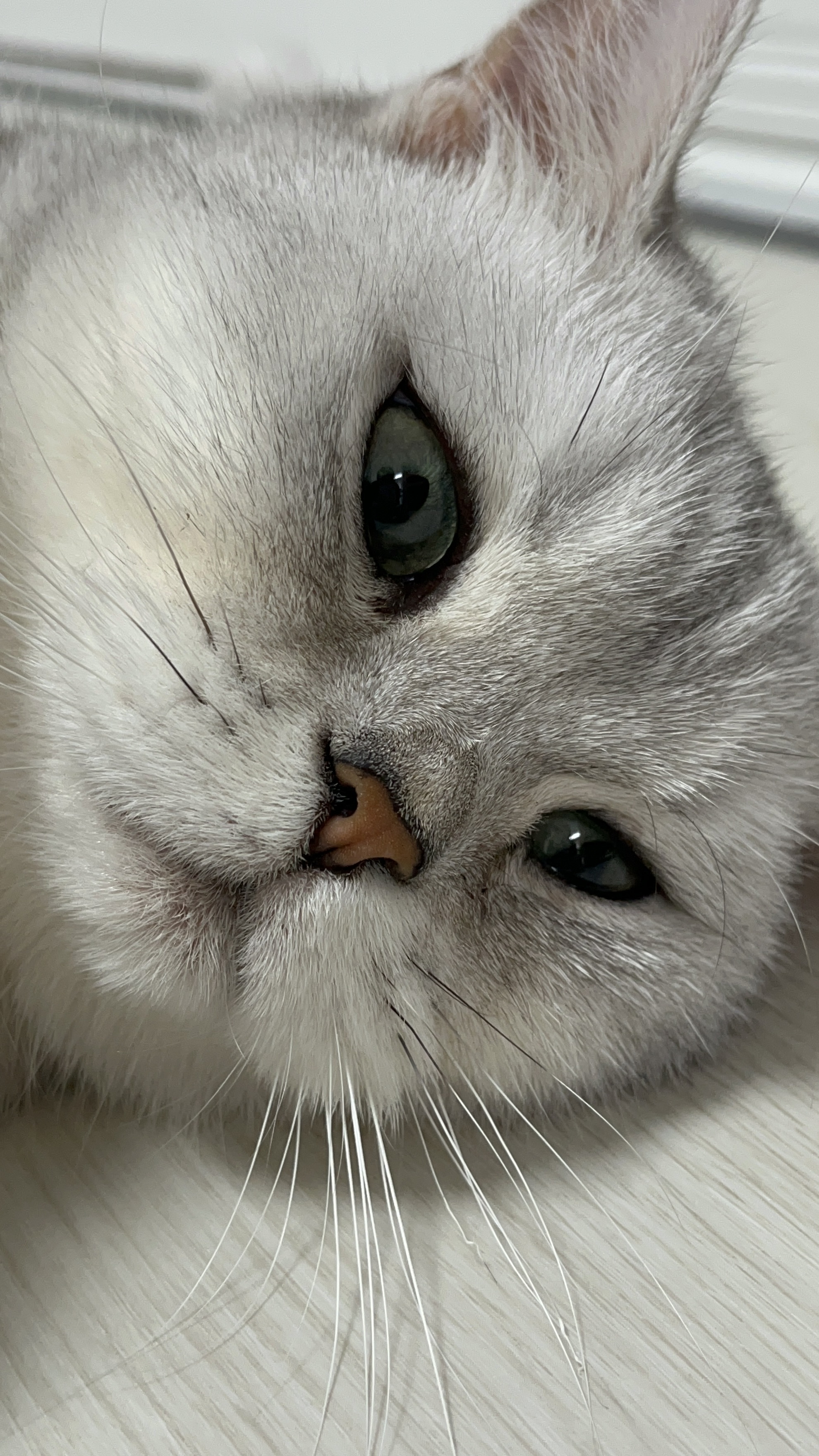 망고(달희)와 함께 벌써 3개월