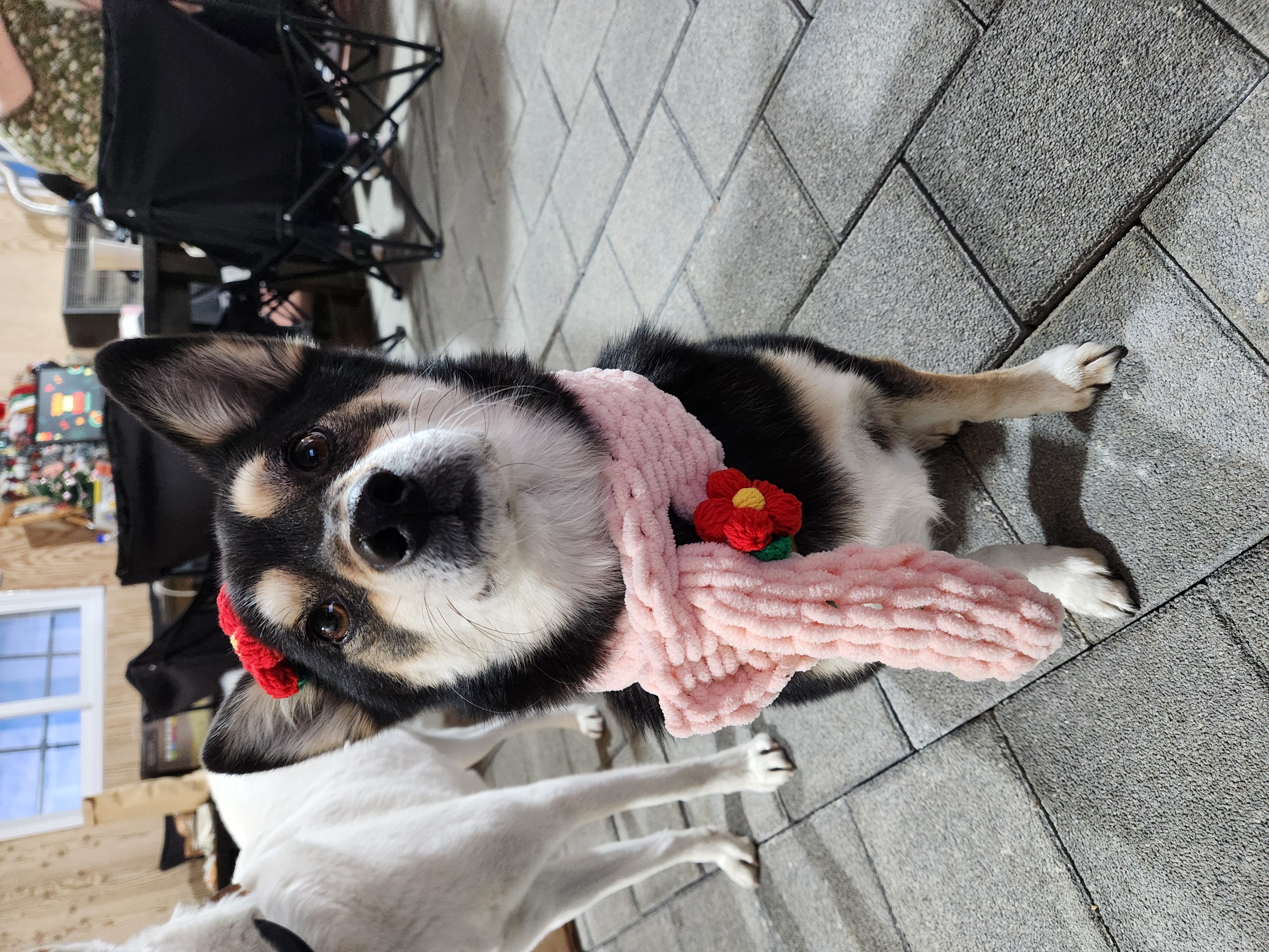 후추(우주) 입양 5년 후기