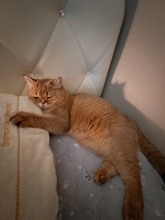 두두 (구 삼월이) 한달 후기 🧡