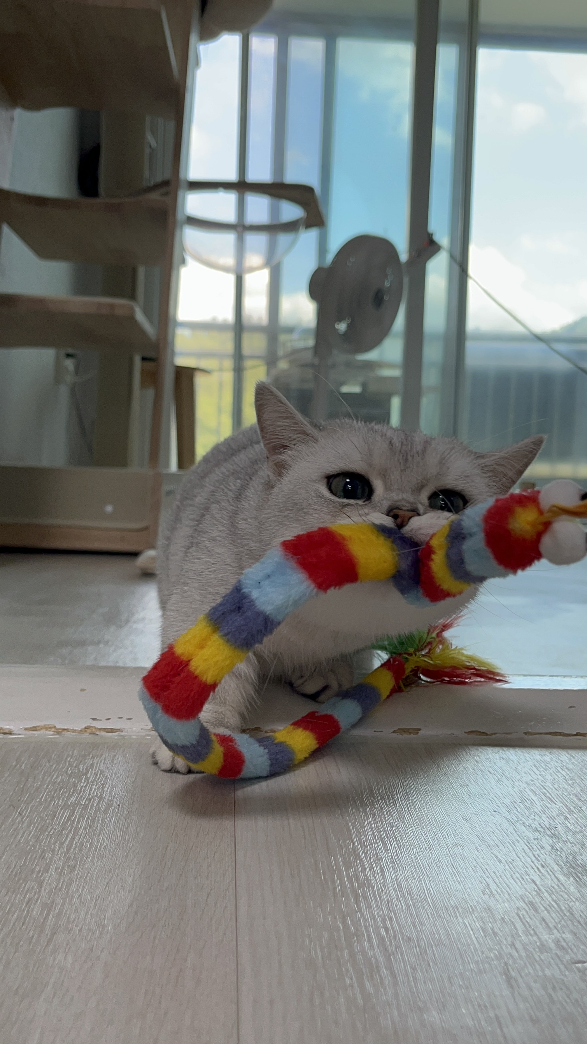 망고(달희)와 함께 벌써 3개월