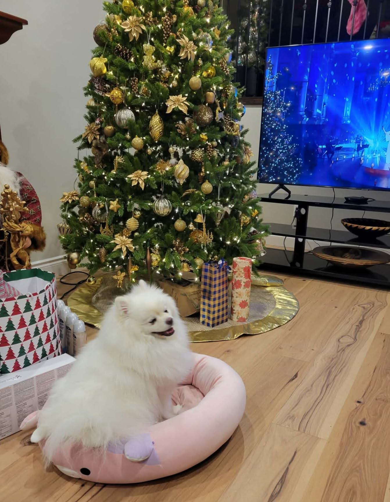 [해외입양] 캐나다 밴쿠버에서 전해온 '다롱이' 소식💌