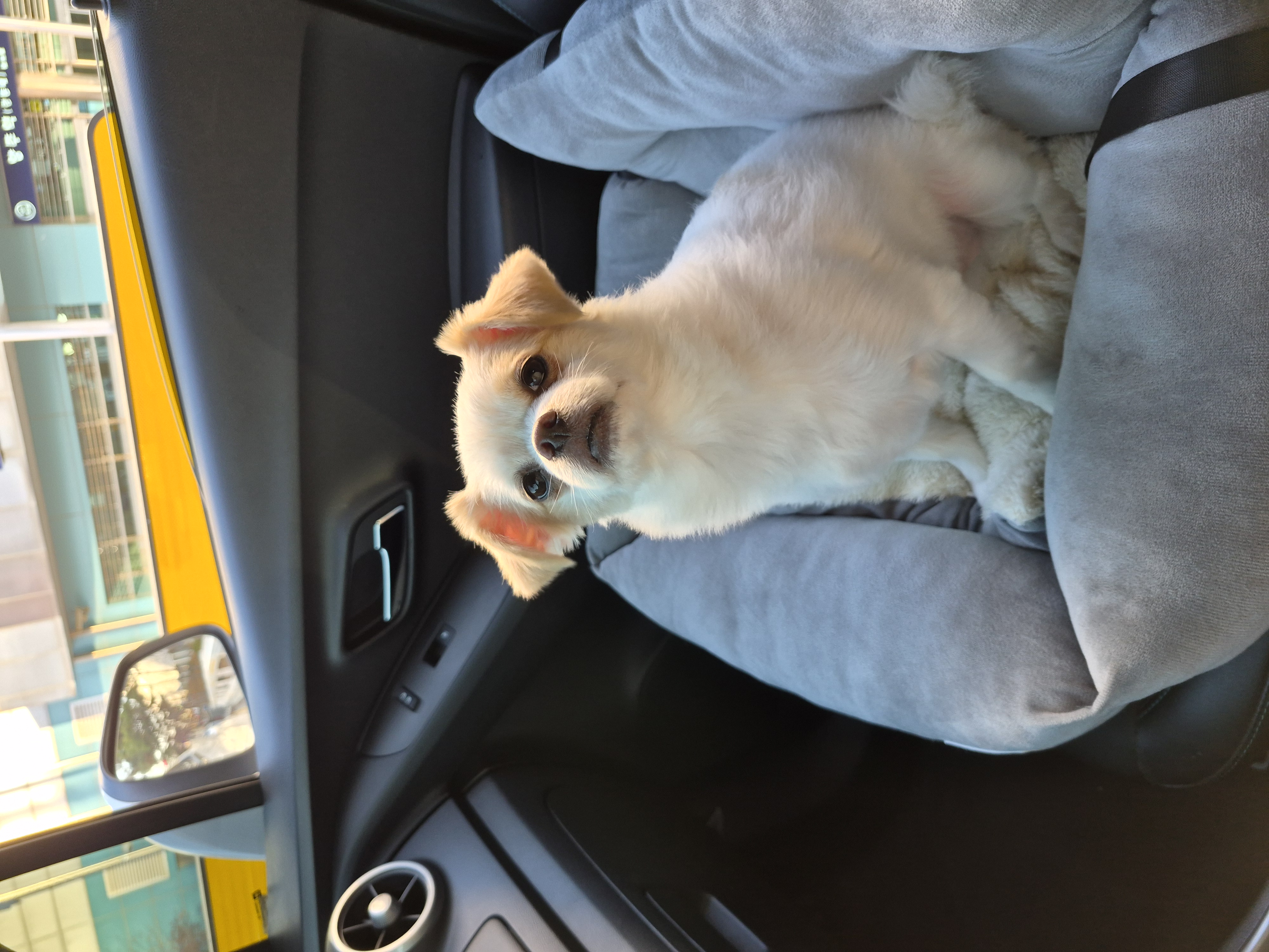 (입양전)투투.(입양후)쭌이