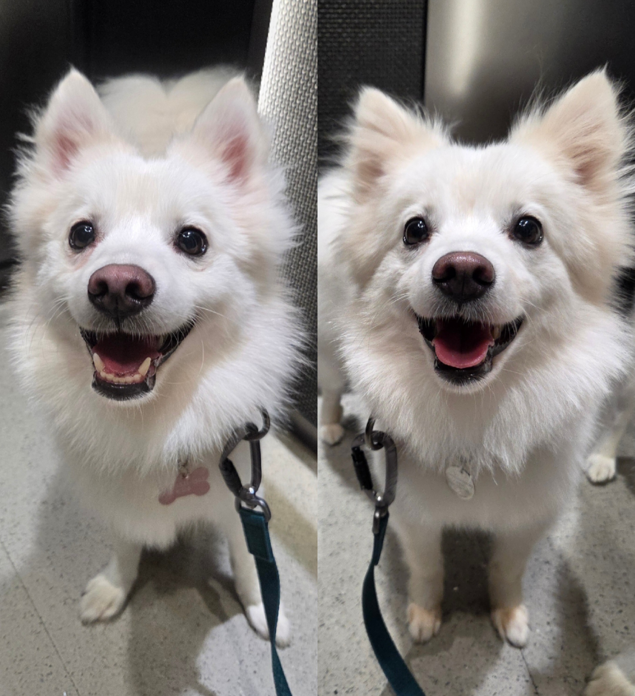 리유 임시보호 한달차 🤍 (다람이 입양 세달차)