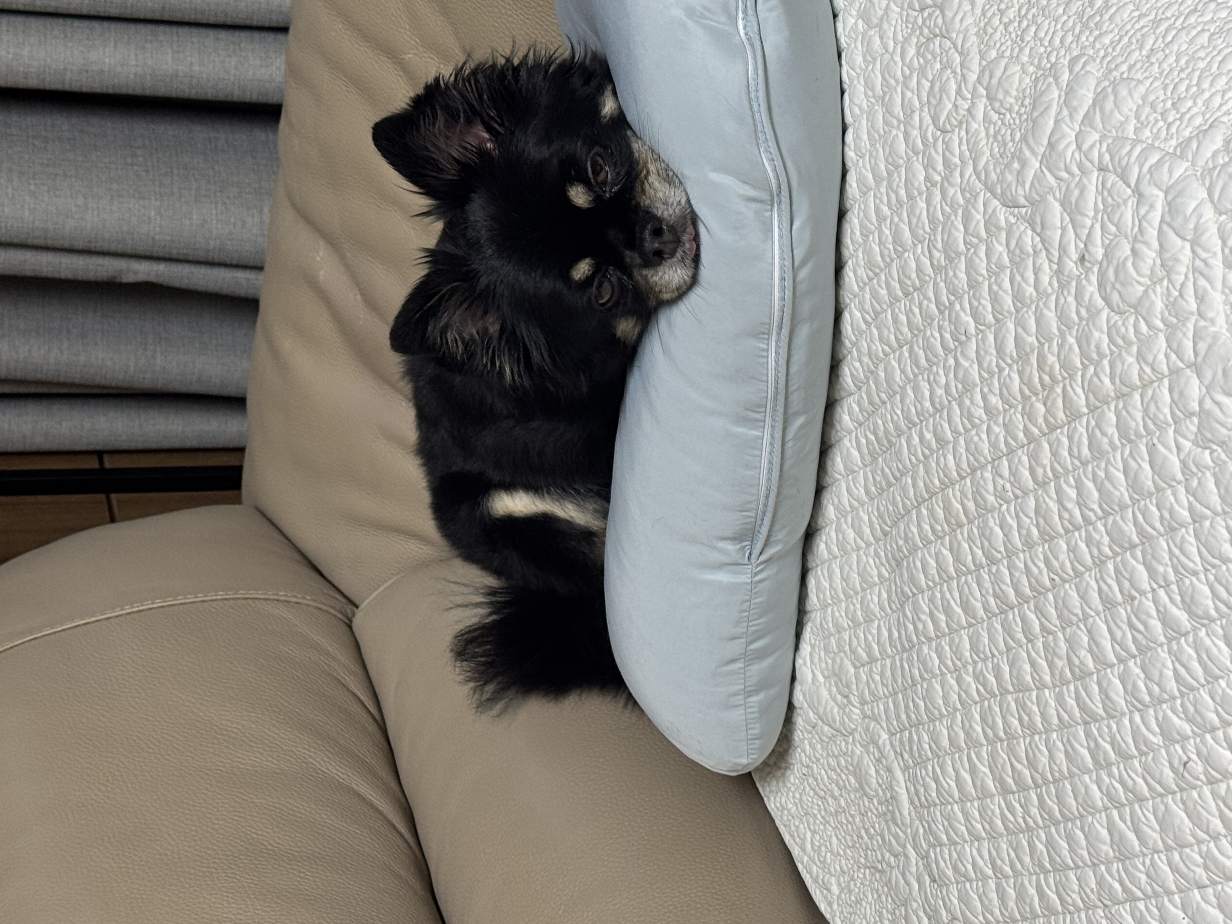 랩몬이 임보4개월차 소식 올립니다~^^