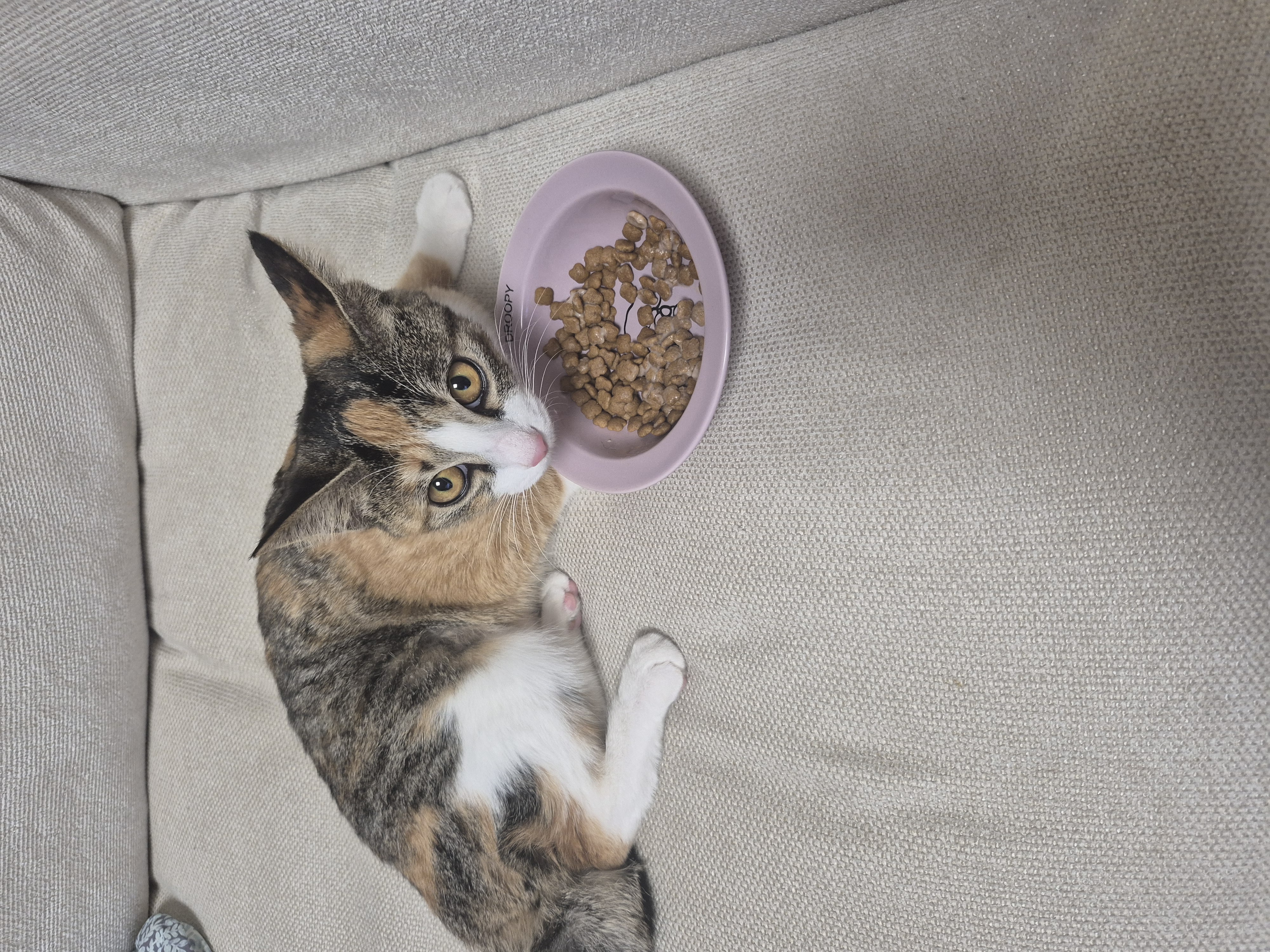 미르(구 중해)입양 1주일 후기