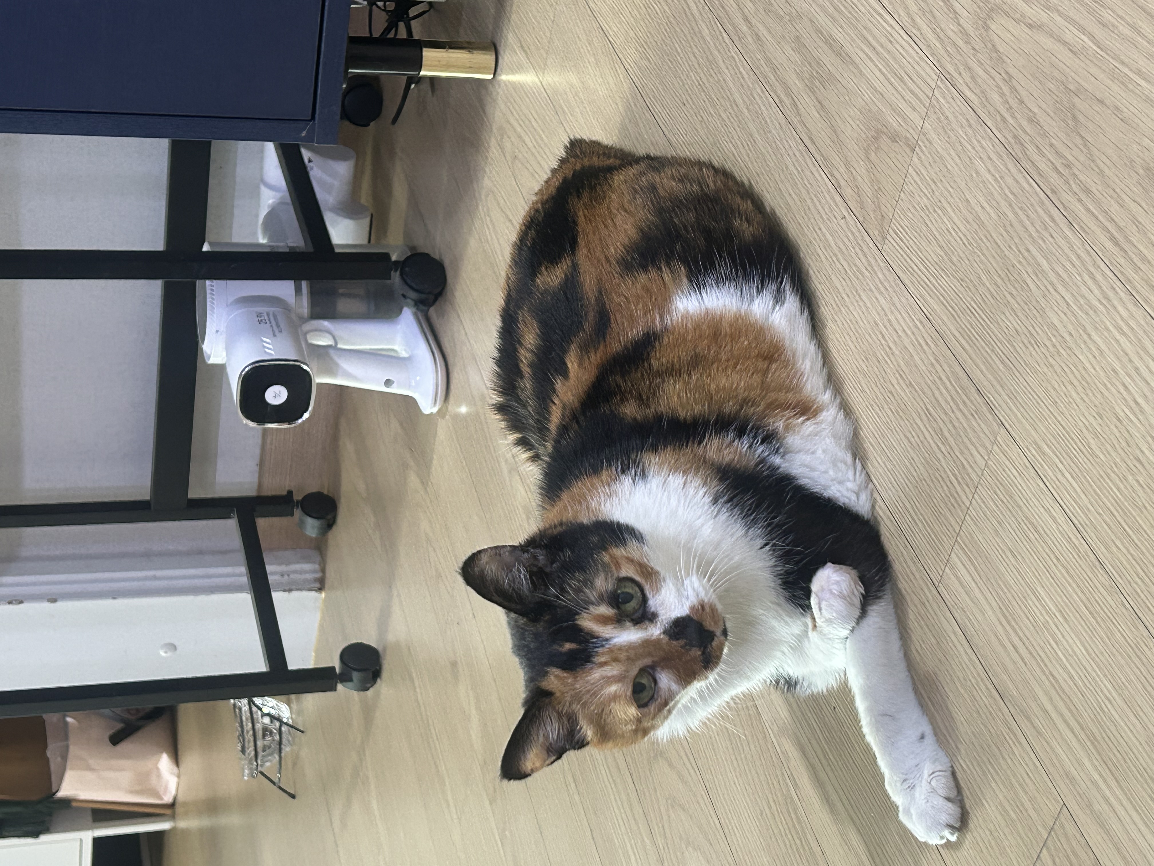 달냥이 걱정하실까봐 ㅎ