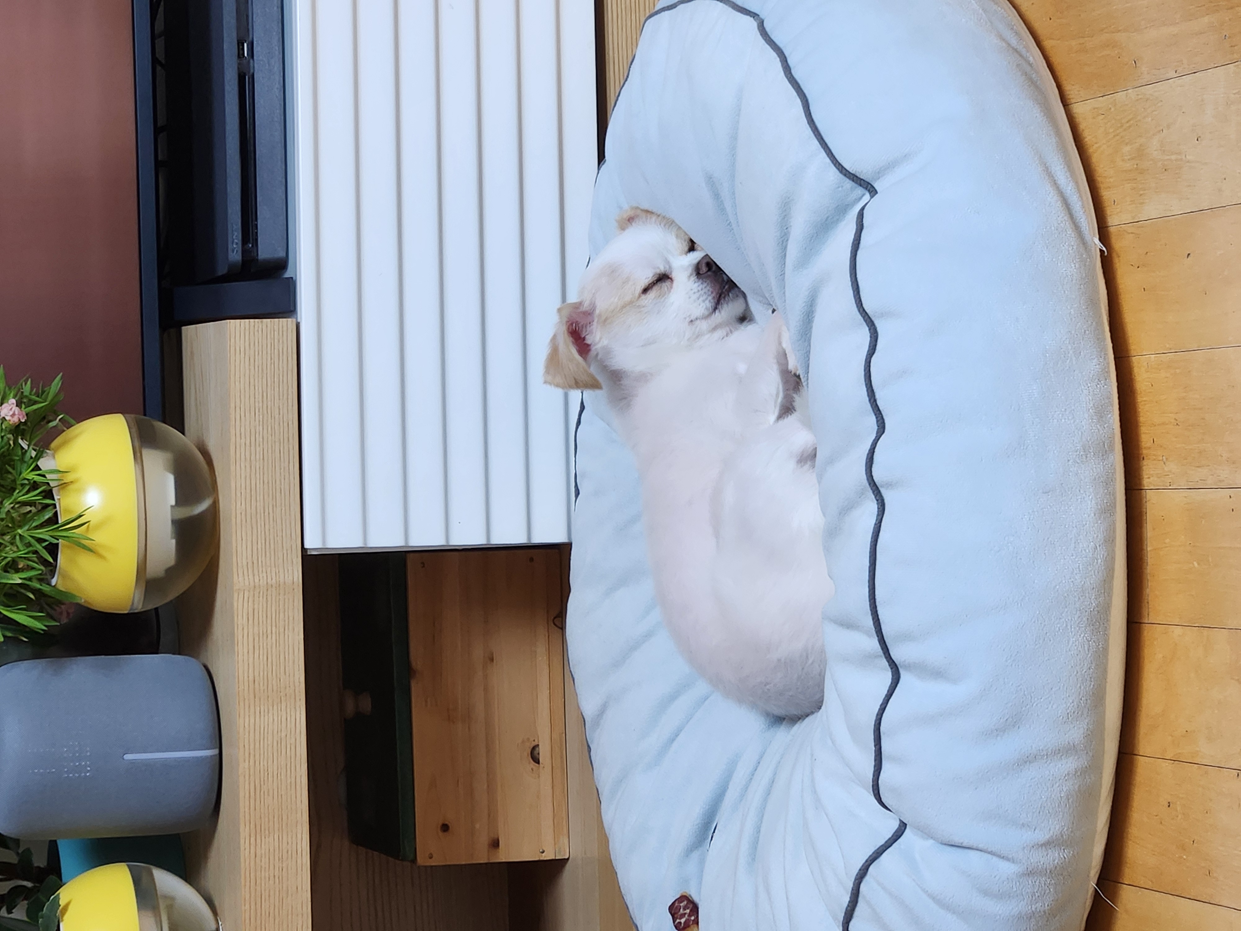 (입양전)투투.(입양후)쭌이