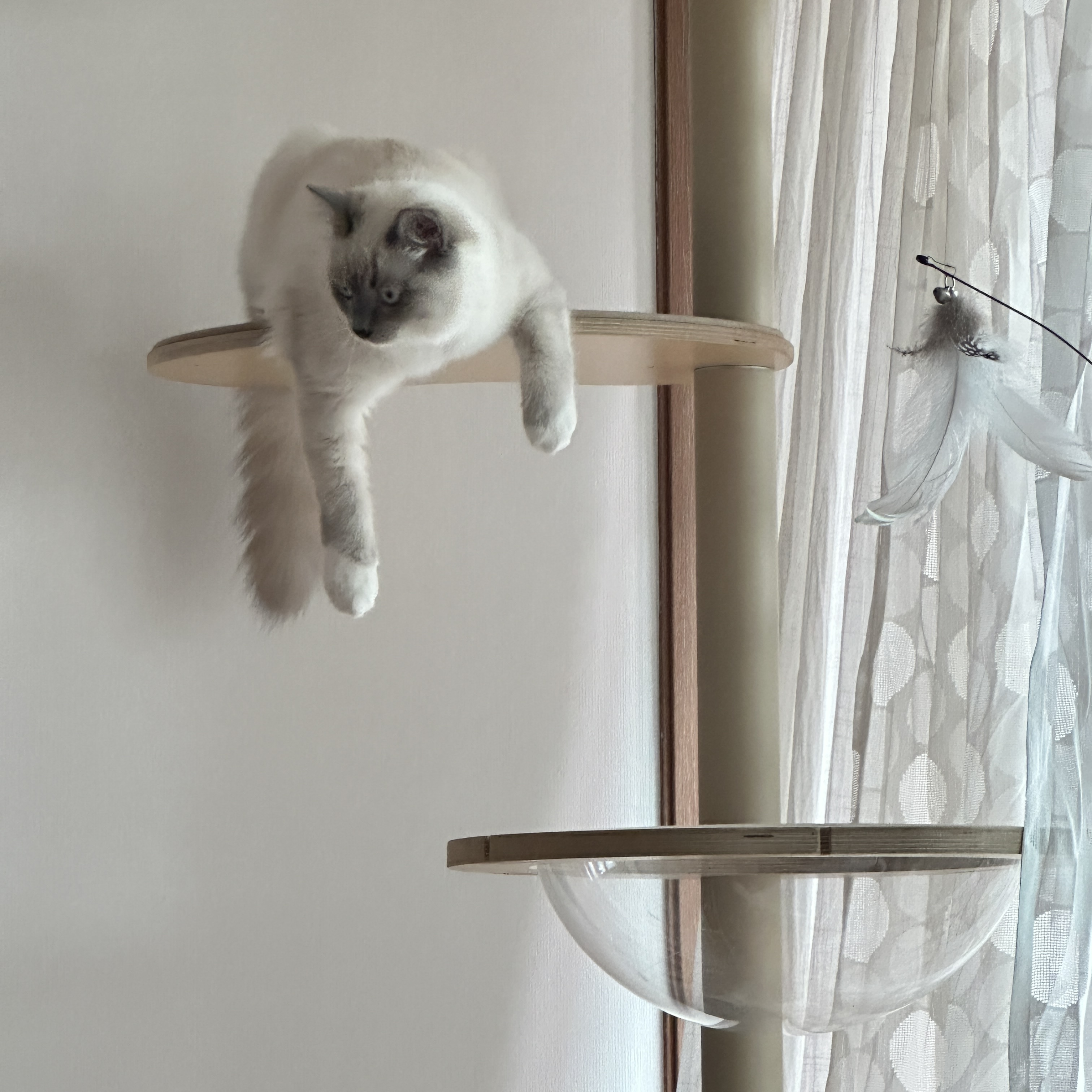 비누 - 📅 입양 1개월 차 후기 🐾