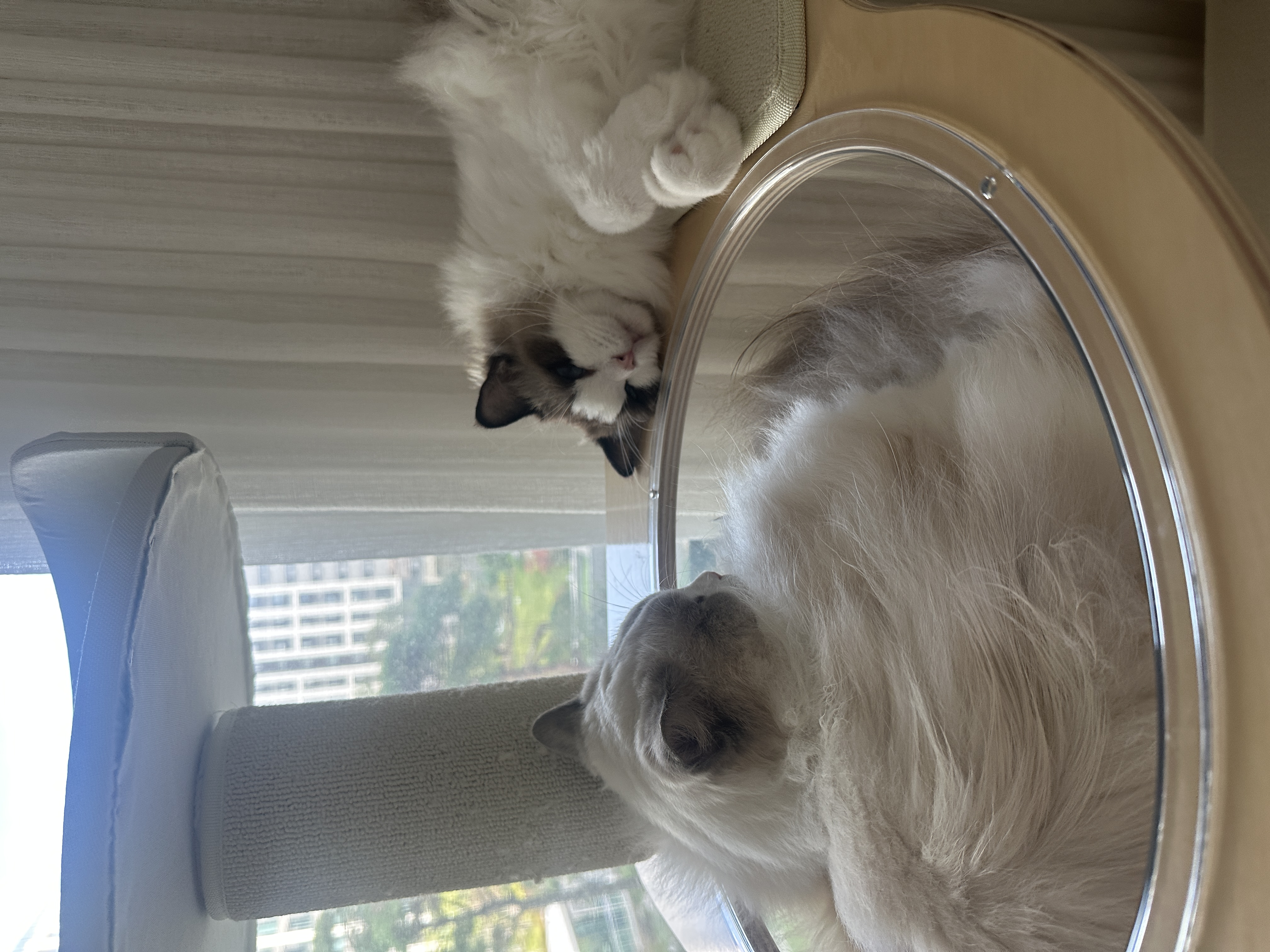 샤샤&라라 aka 샤랄라 시스터즈 1개월 후기 (구 라푼젤 에리얼)