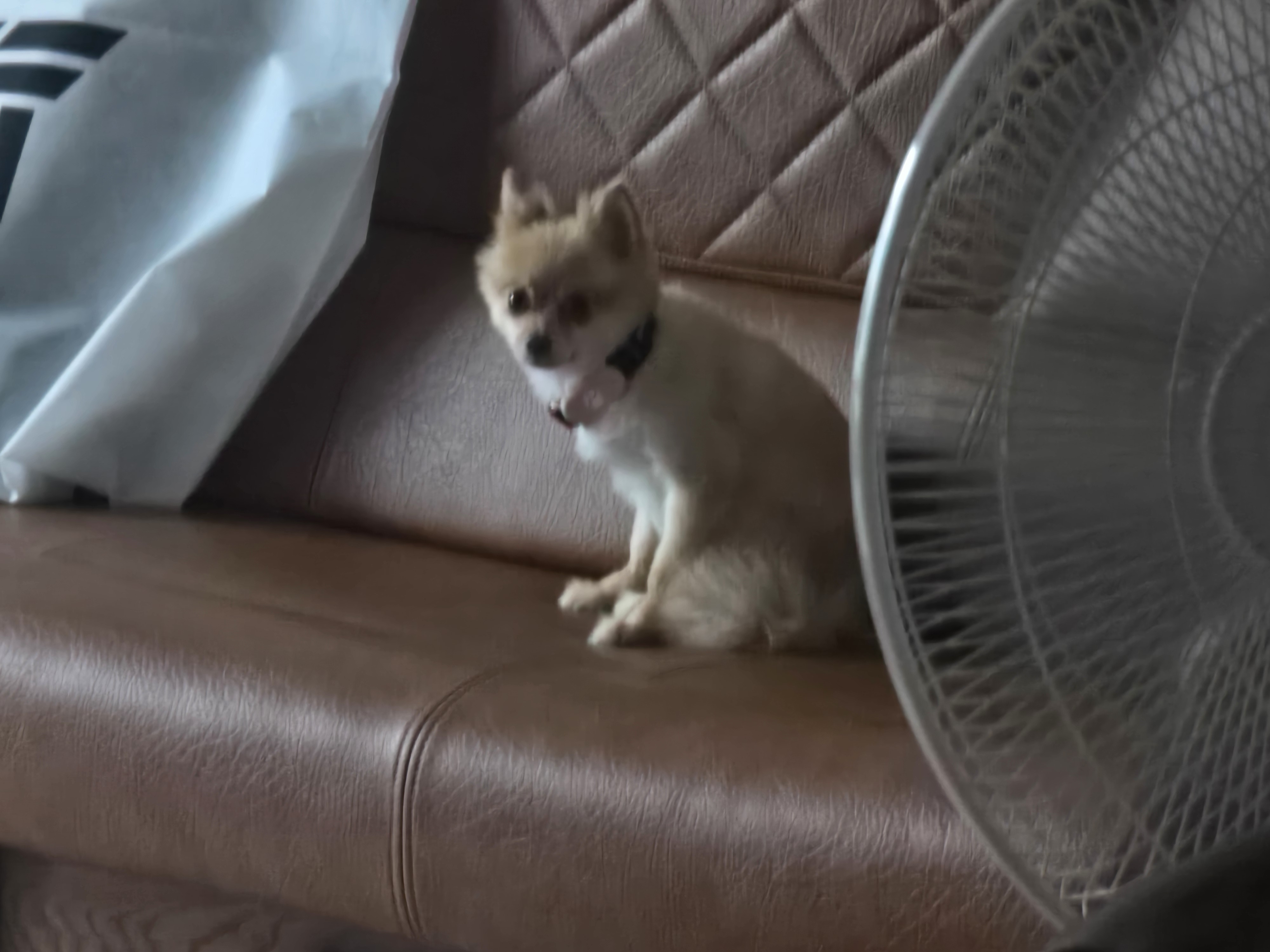 여우 입양 후기(우리 집에 온 지 일주일)