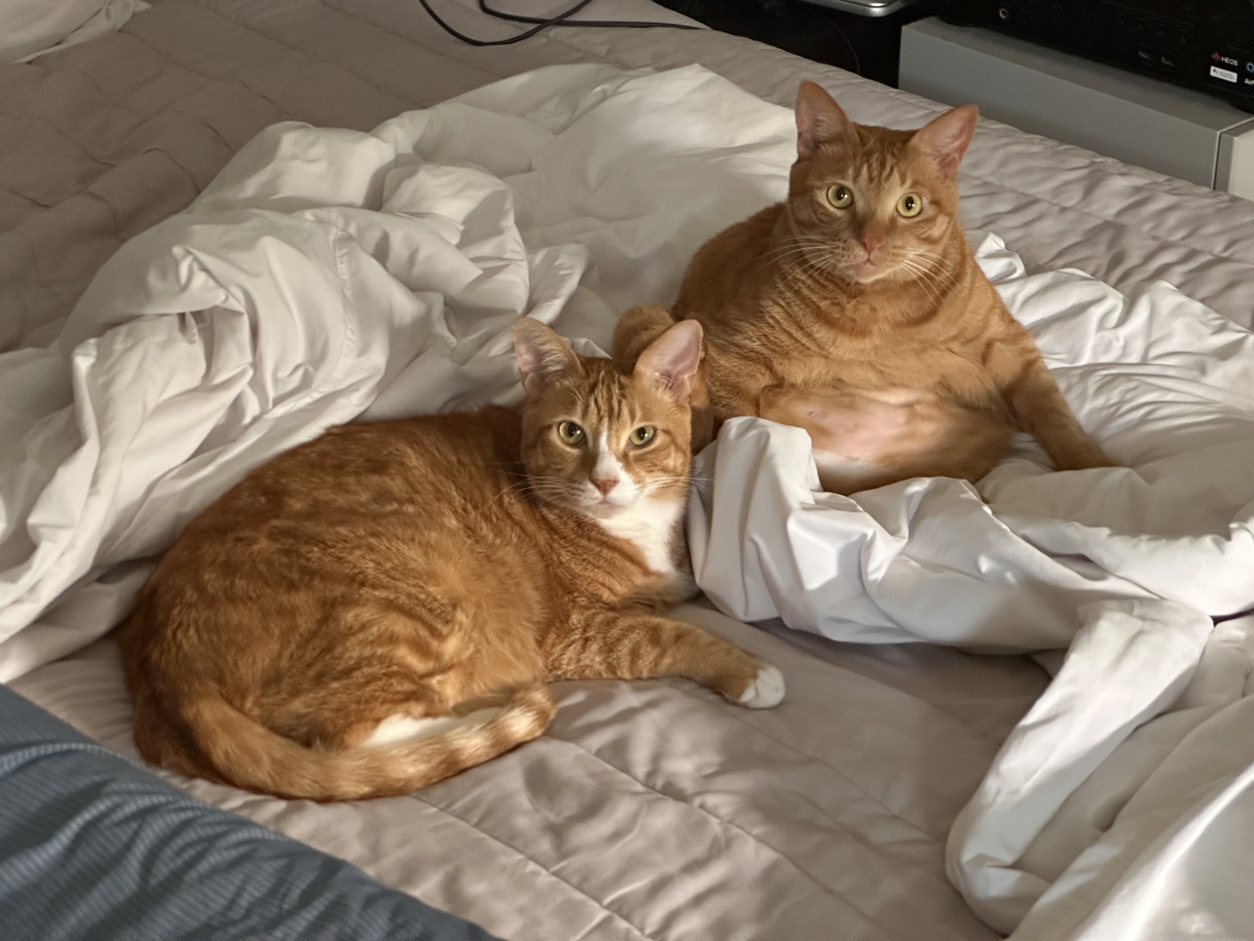 리치 5년 입양 후기