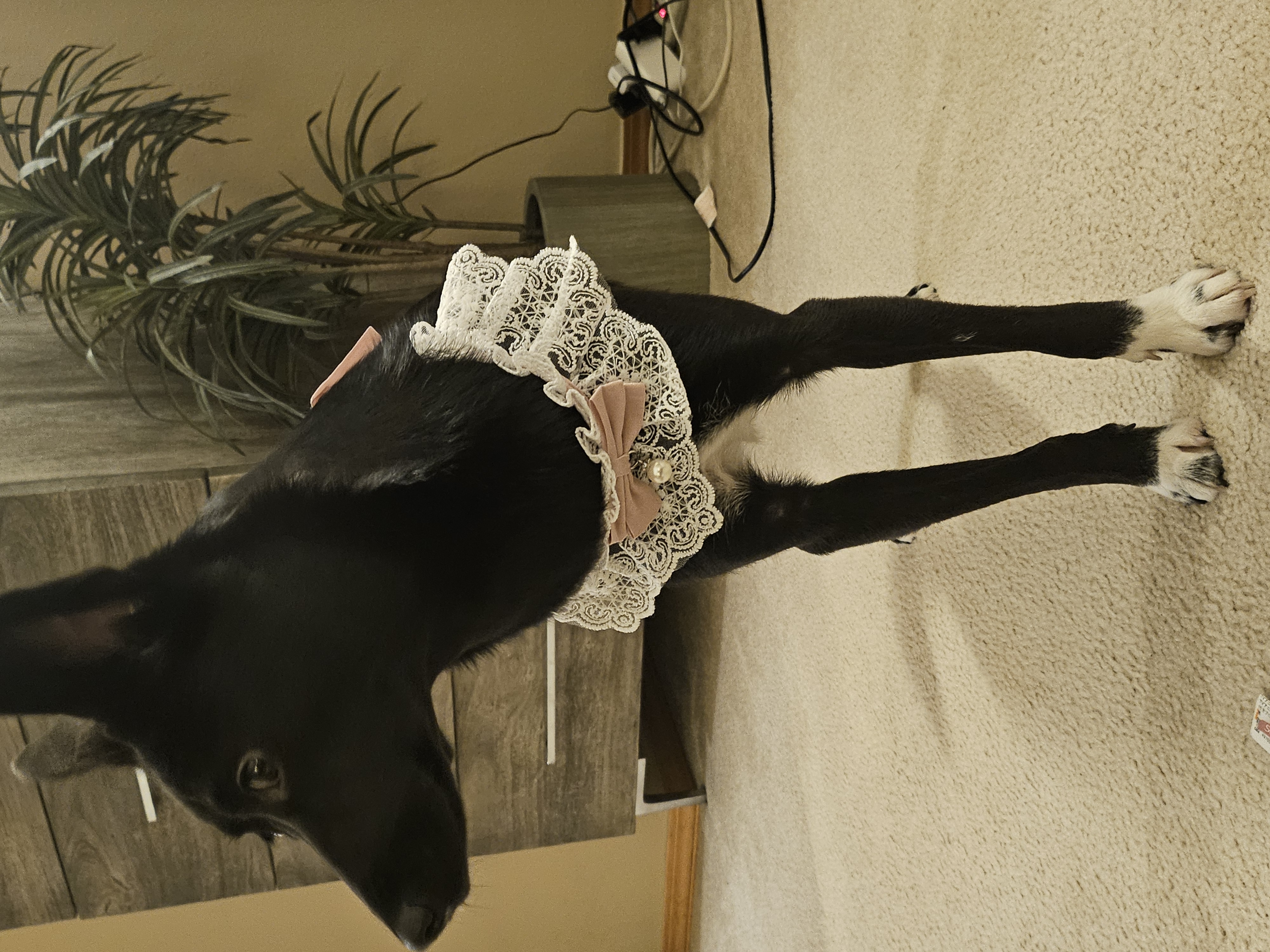 하루 (구 대순) 입양후 6개월이 지났습니다