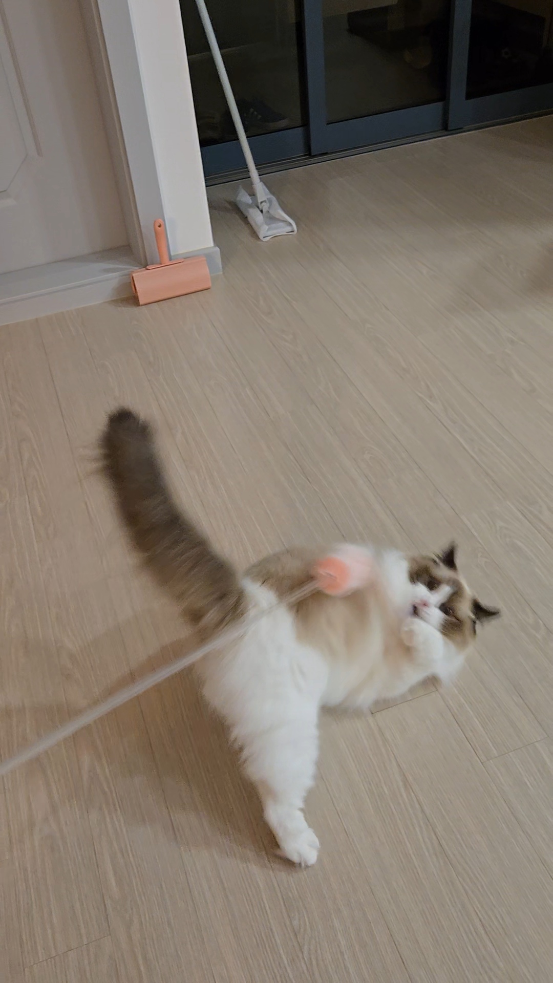 미야오(마시) 입양 : 1주일 차